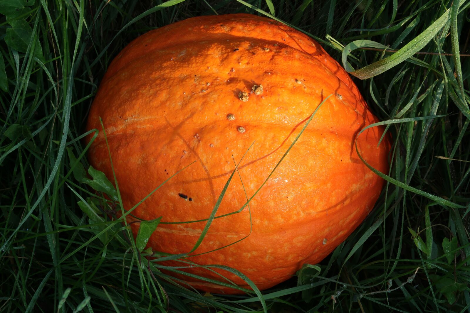 Canon PowerShot G7 X Mark II sample photo. Pumpkin, grass, morning light photography