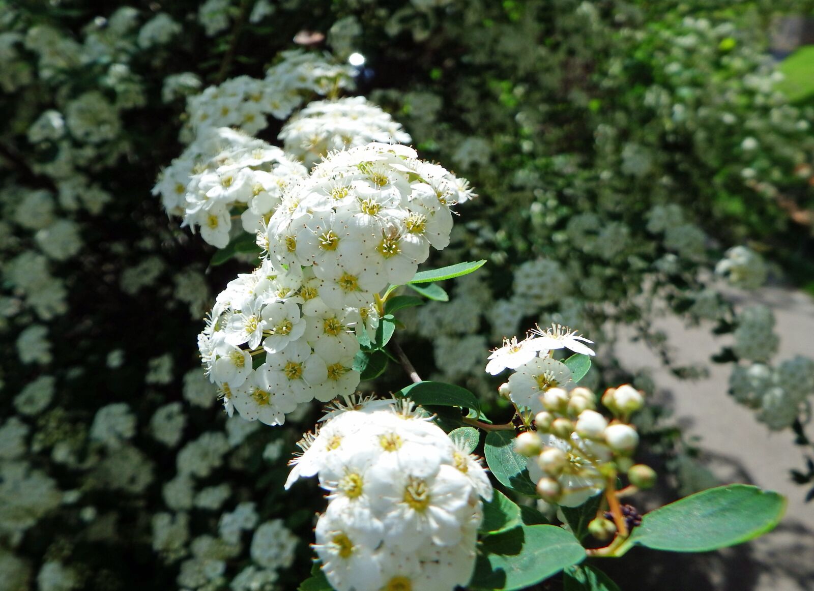 Spiraea cantoniensis