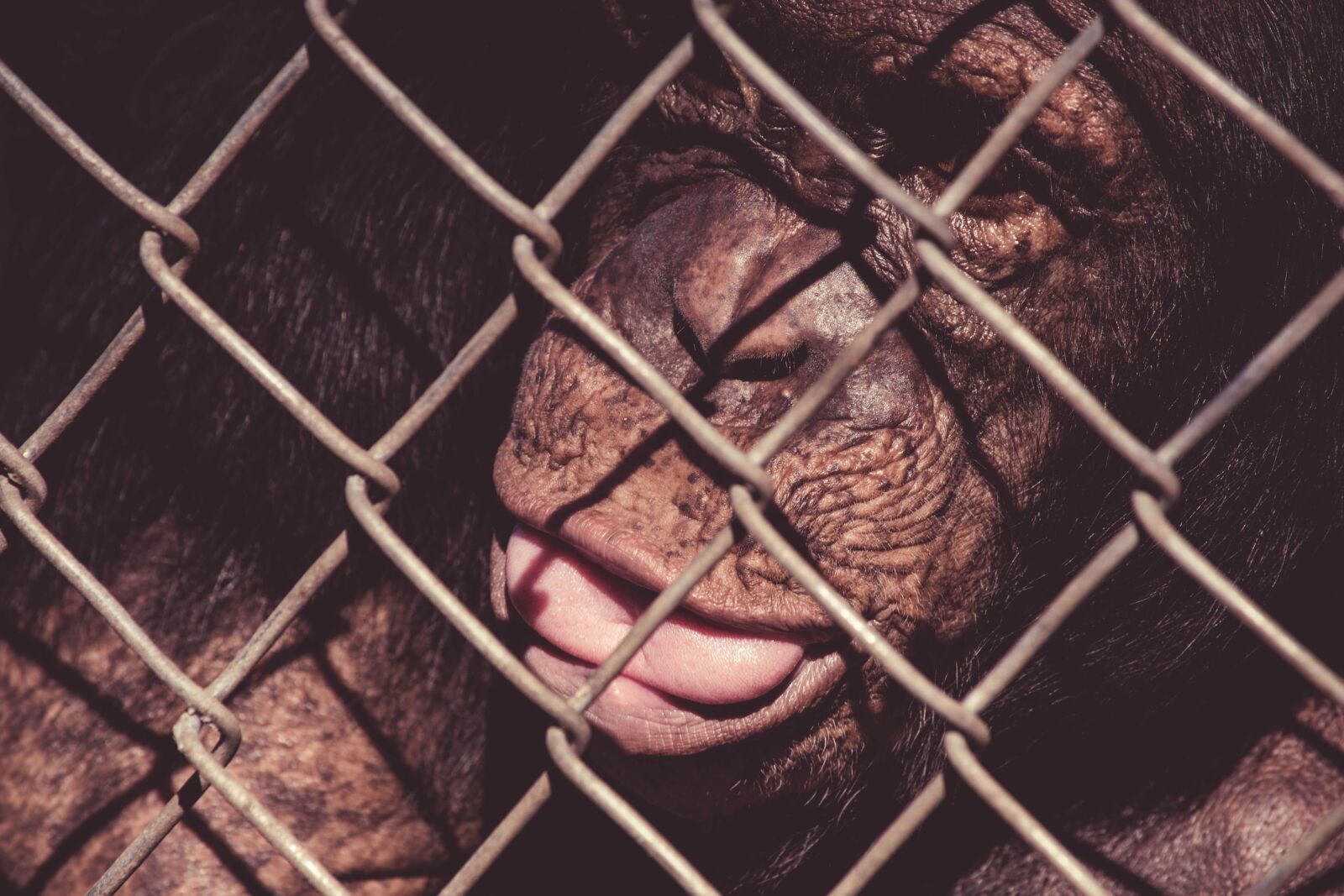Nikon D5200 sample photo. Animal, monkey, cage, fence photography