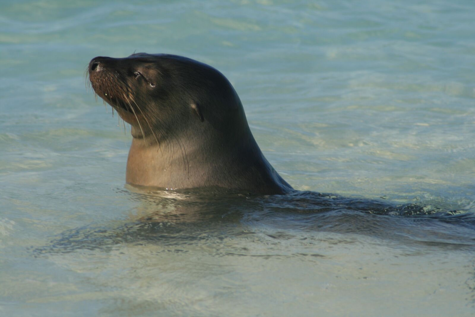 Canon EOS 400D (EOS Digital Rebel XTi / EOS Kiss Digital X) sample photo. Ecuador, seal, marine photography