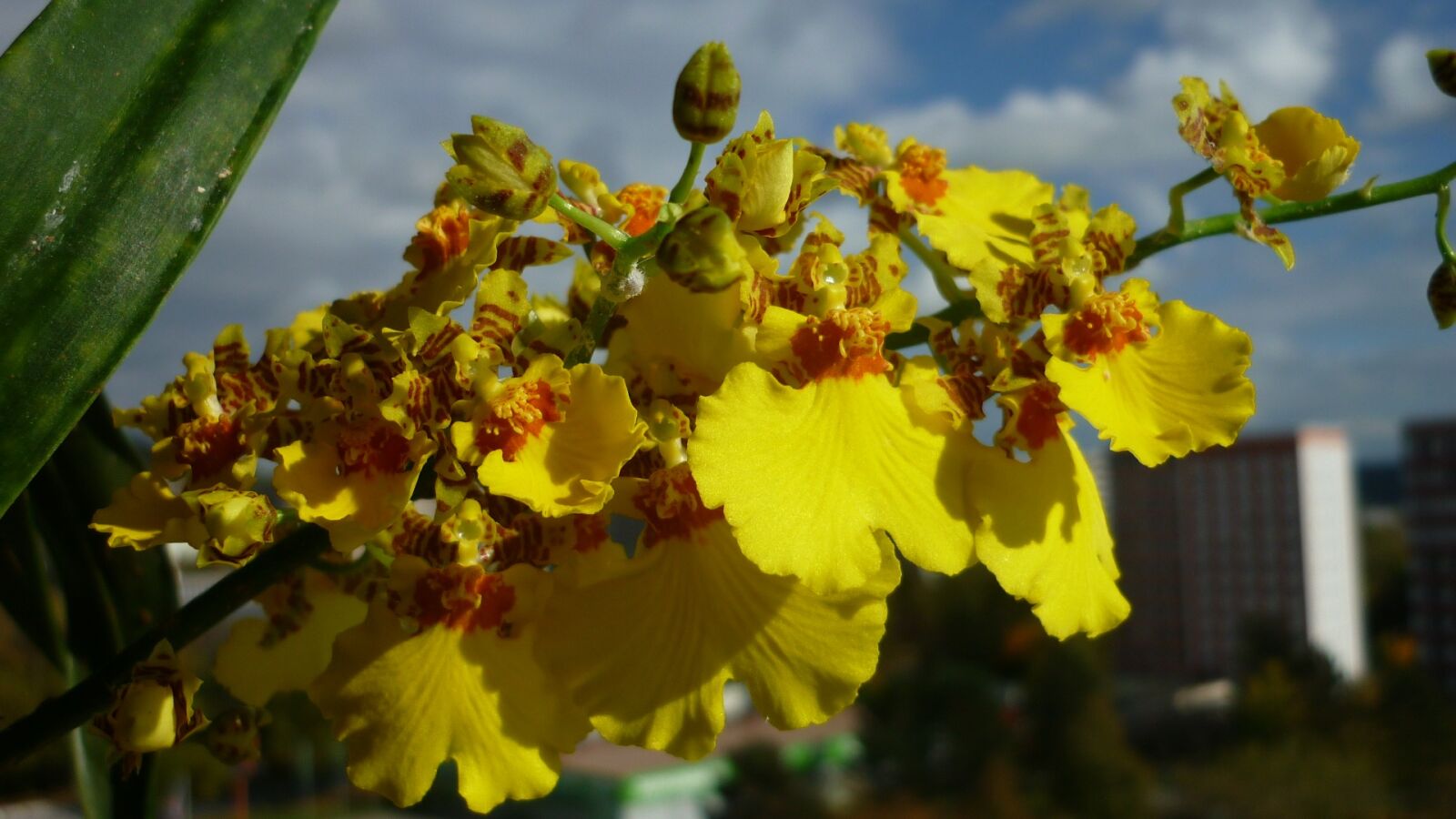 Panasonic Lumix DMC-FS6 sample photo. Oncidium, flower, orchid photography