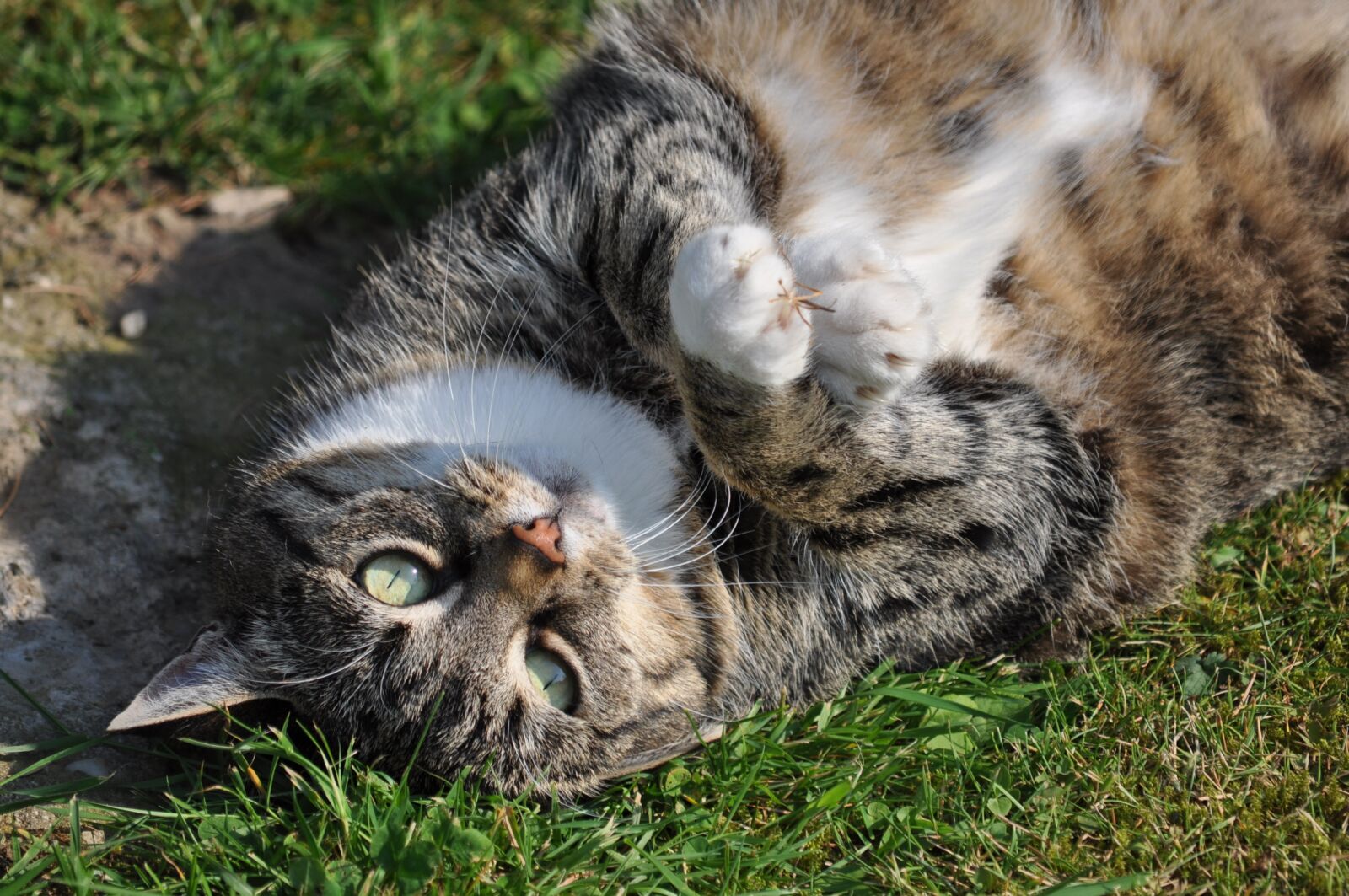 Nikon D5000 sample photo. Cat, cat lying, pet photography