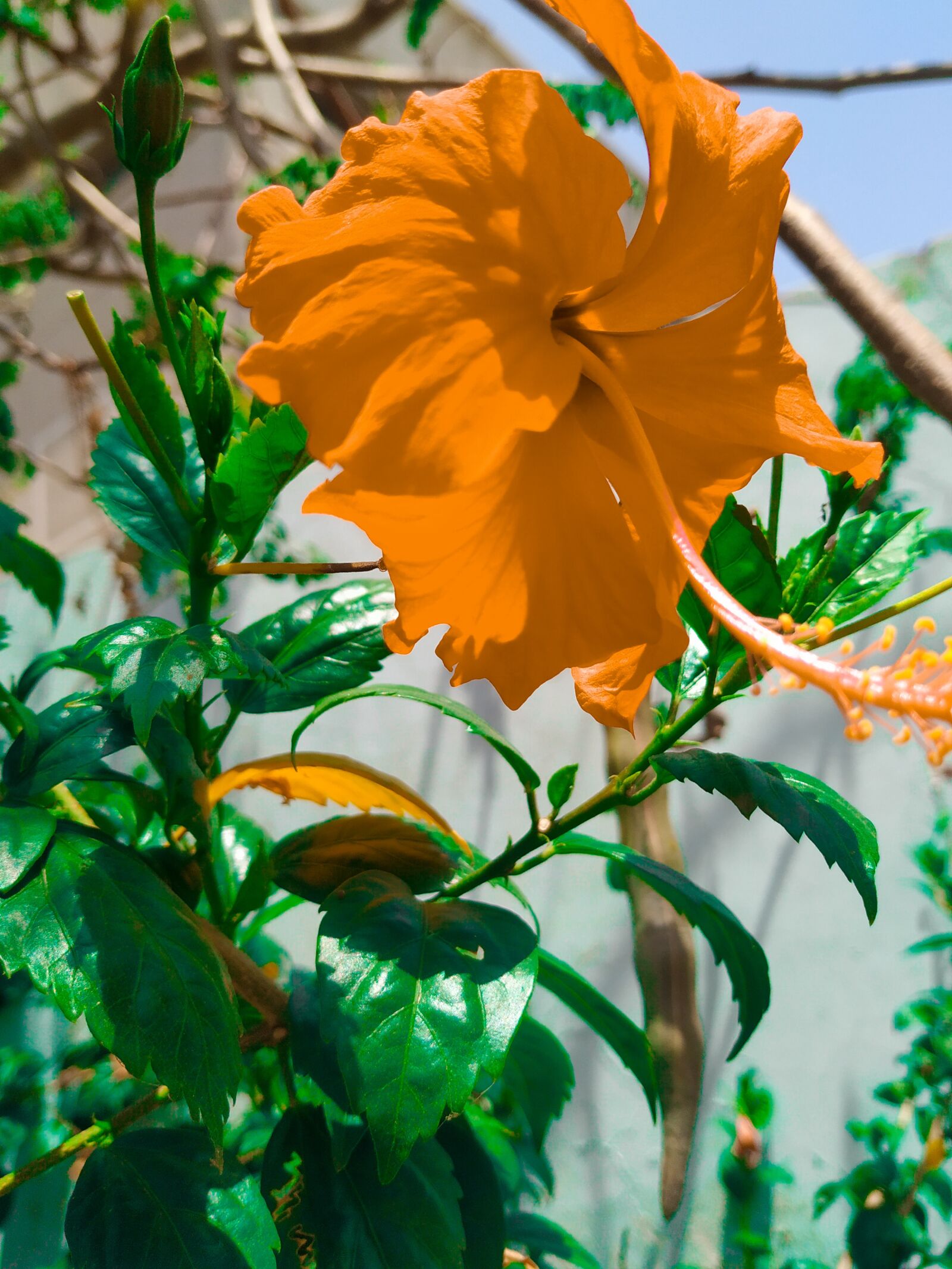 Xiaomi Mi A2 sample photo. Osm, flower, shot photography