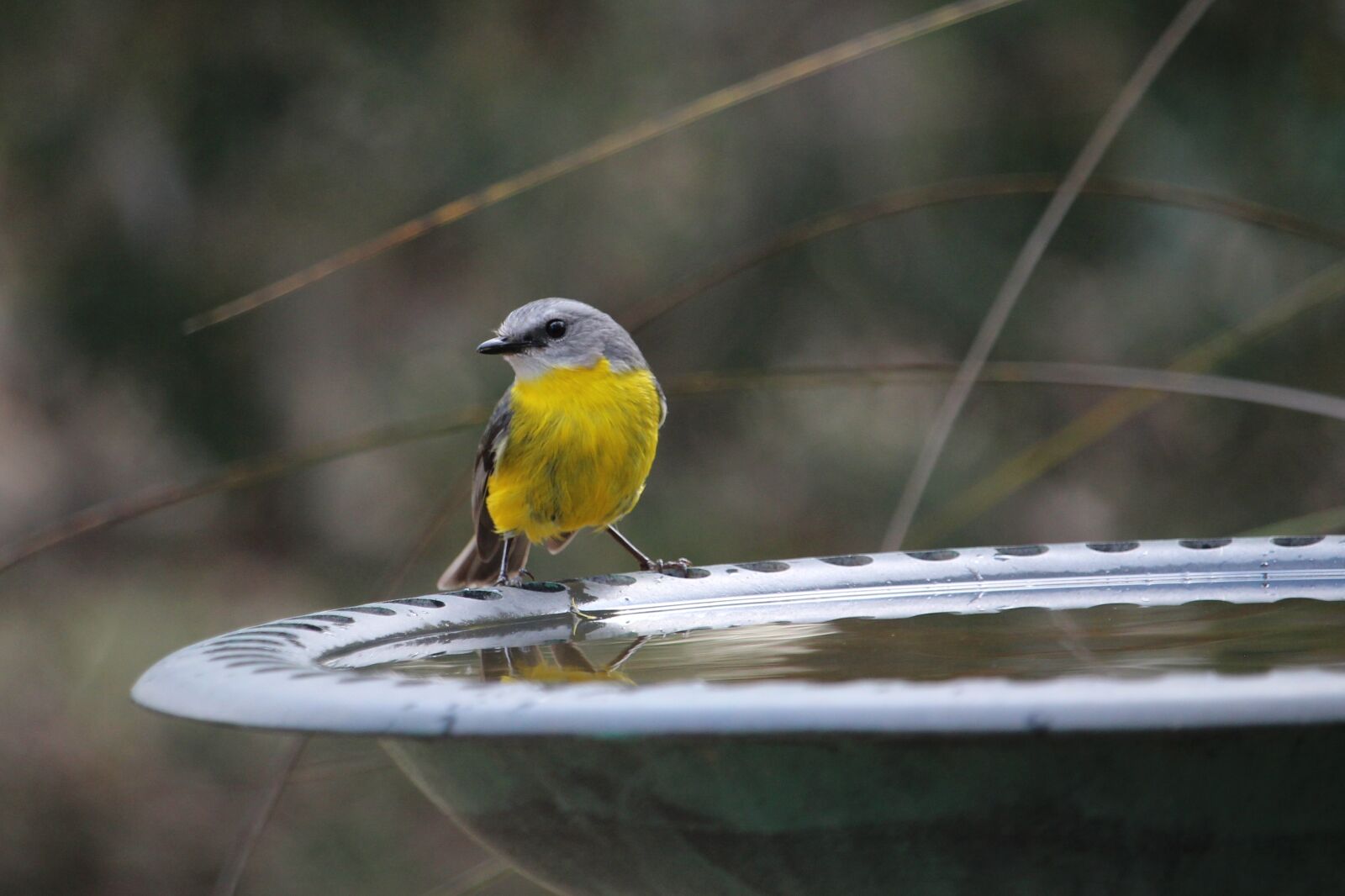 Canon EOS 100D (EOS Rebel SL1 / EOS Kiss X7) sample photo. Bird, robin, nature photography