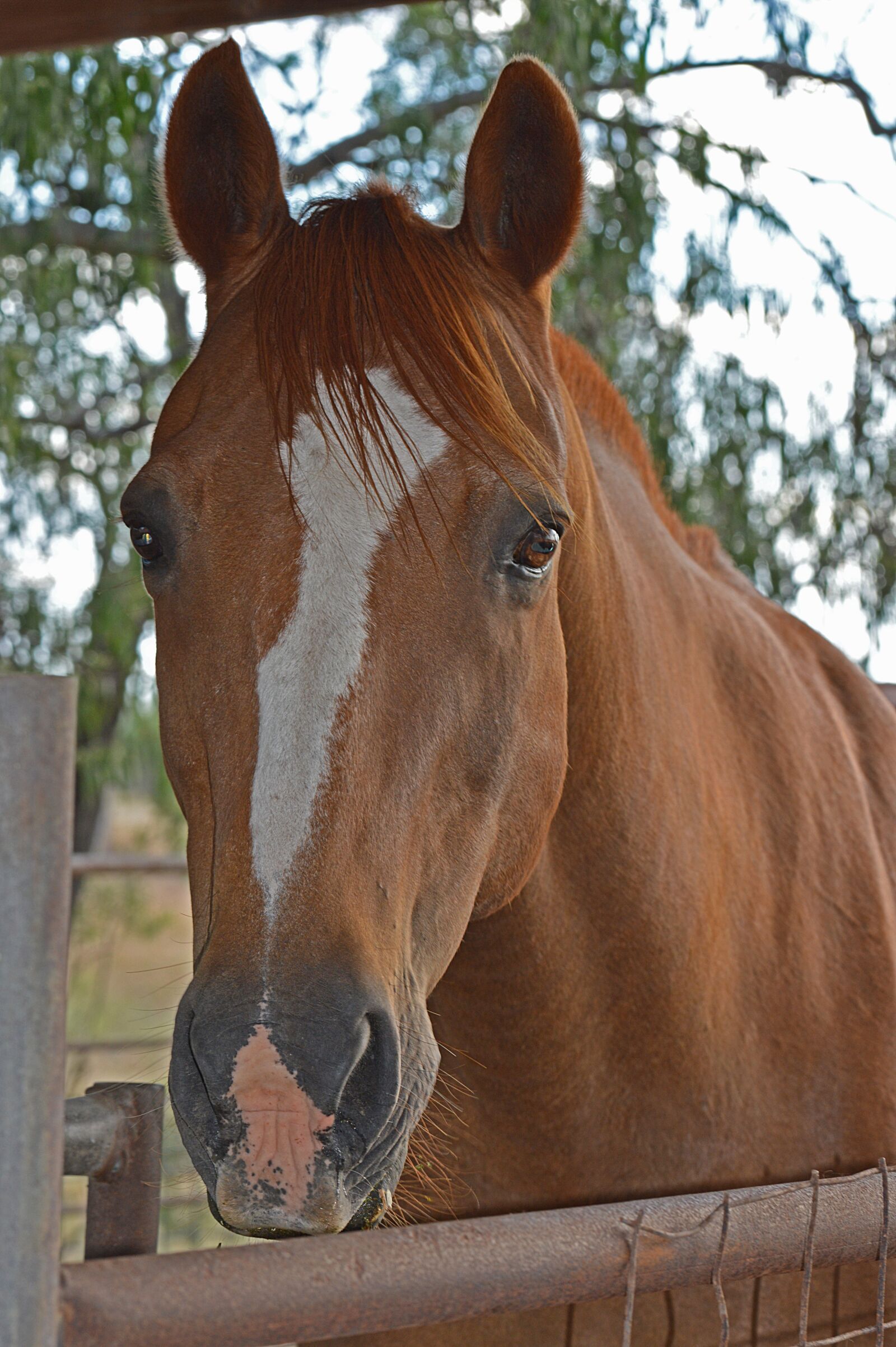 Nikon D3200 sample photo. Horse, head, rural photography