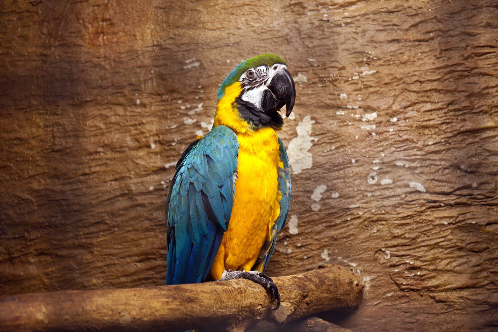 Canon EF 24-70mm F4L IS USM sample photo. Parrot, macaw, bright photography