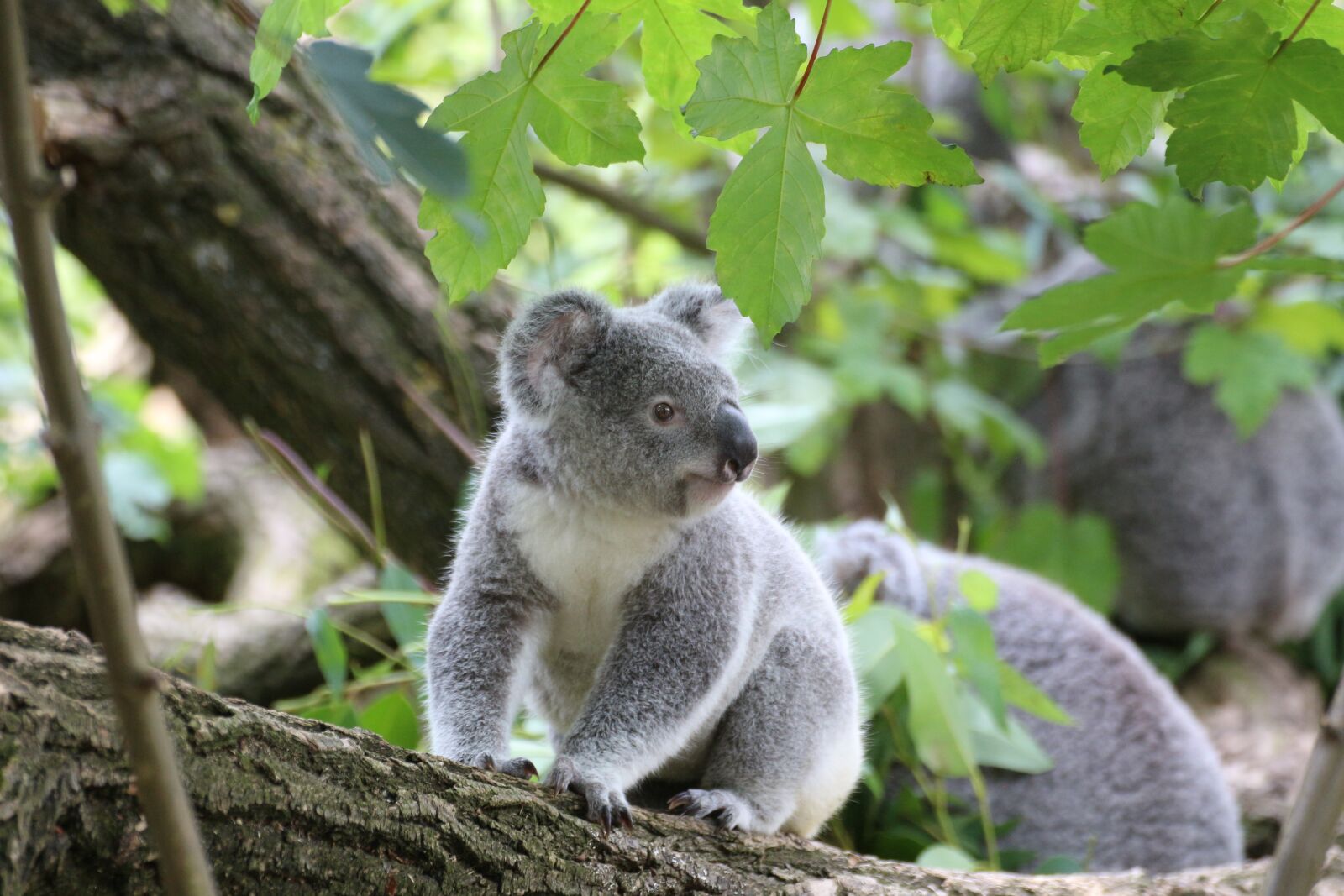 Canon EOS 650D (EOS Rebel T4i / EOS Kiss X6i) sample photo. Koala, cute, tree photography
