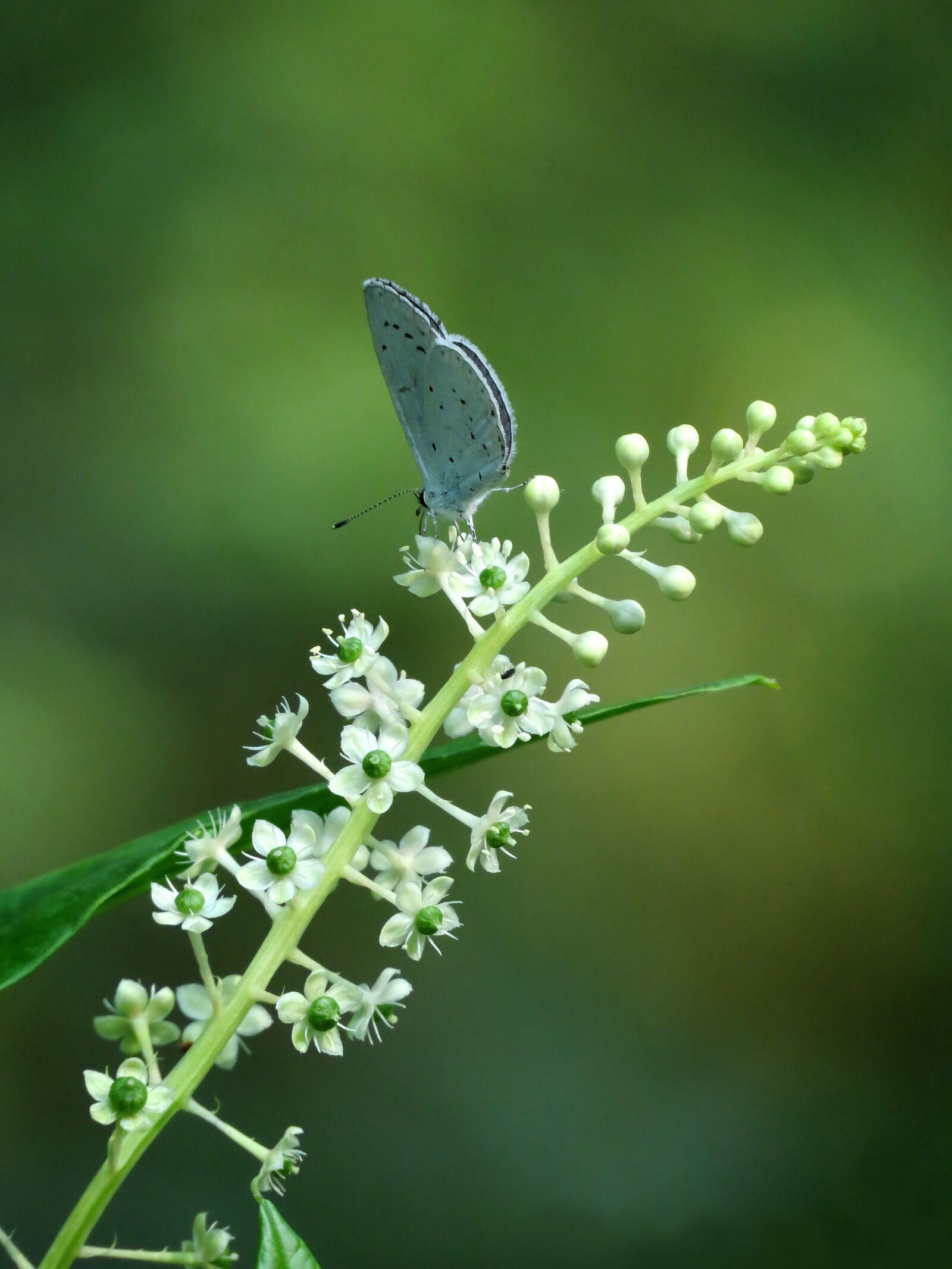 Canon PowerShot SX40 HS sample photo. Butterfly, flowers, nature photography