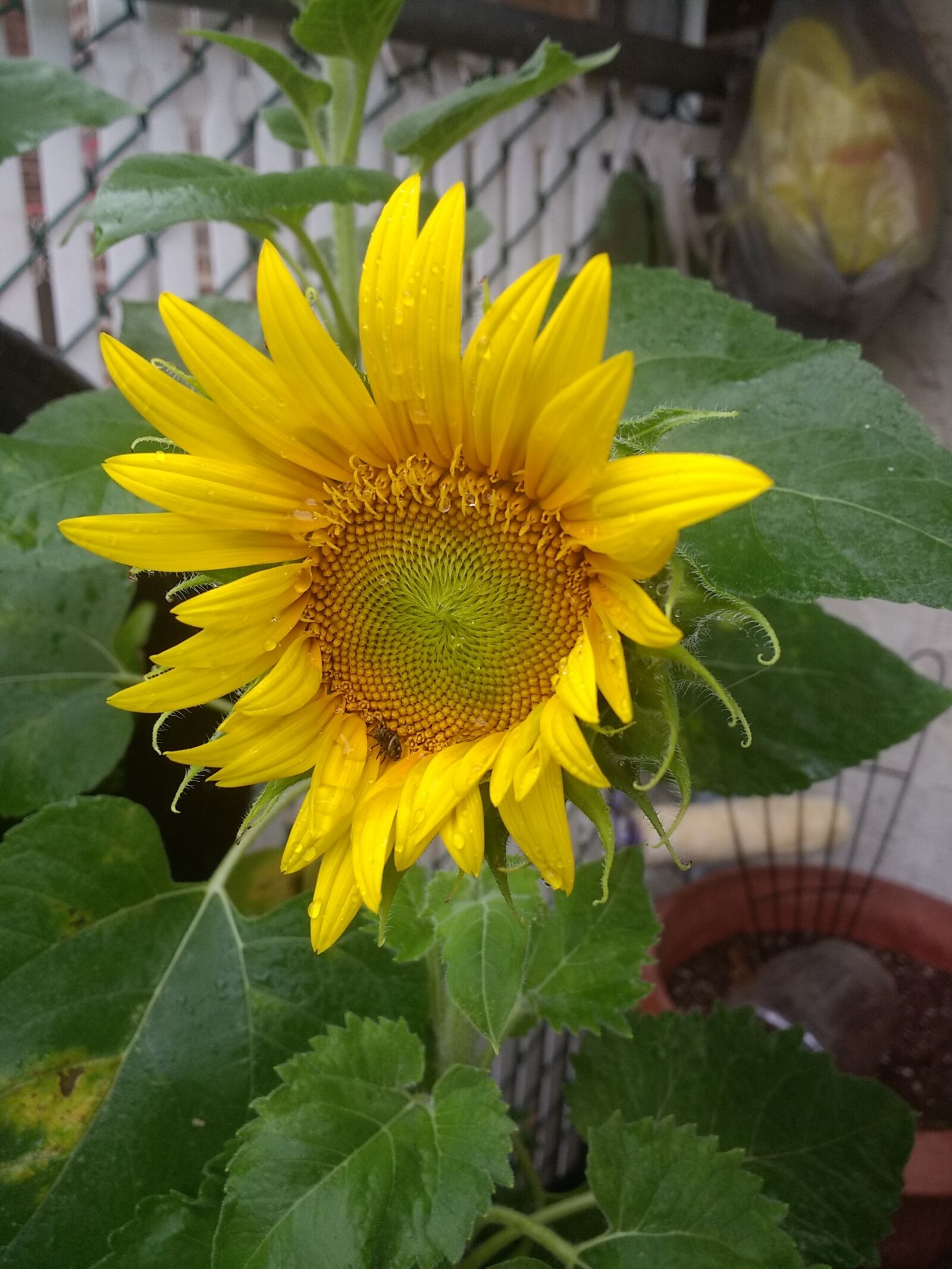 Motorola Moto G (4) sample photo. Sunflower, garden, sprout photography