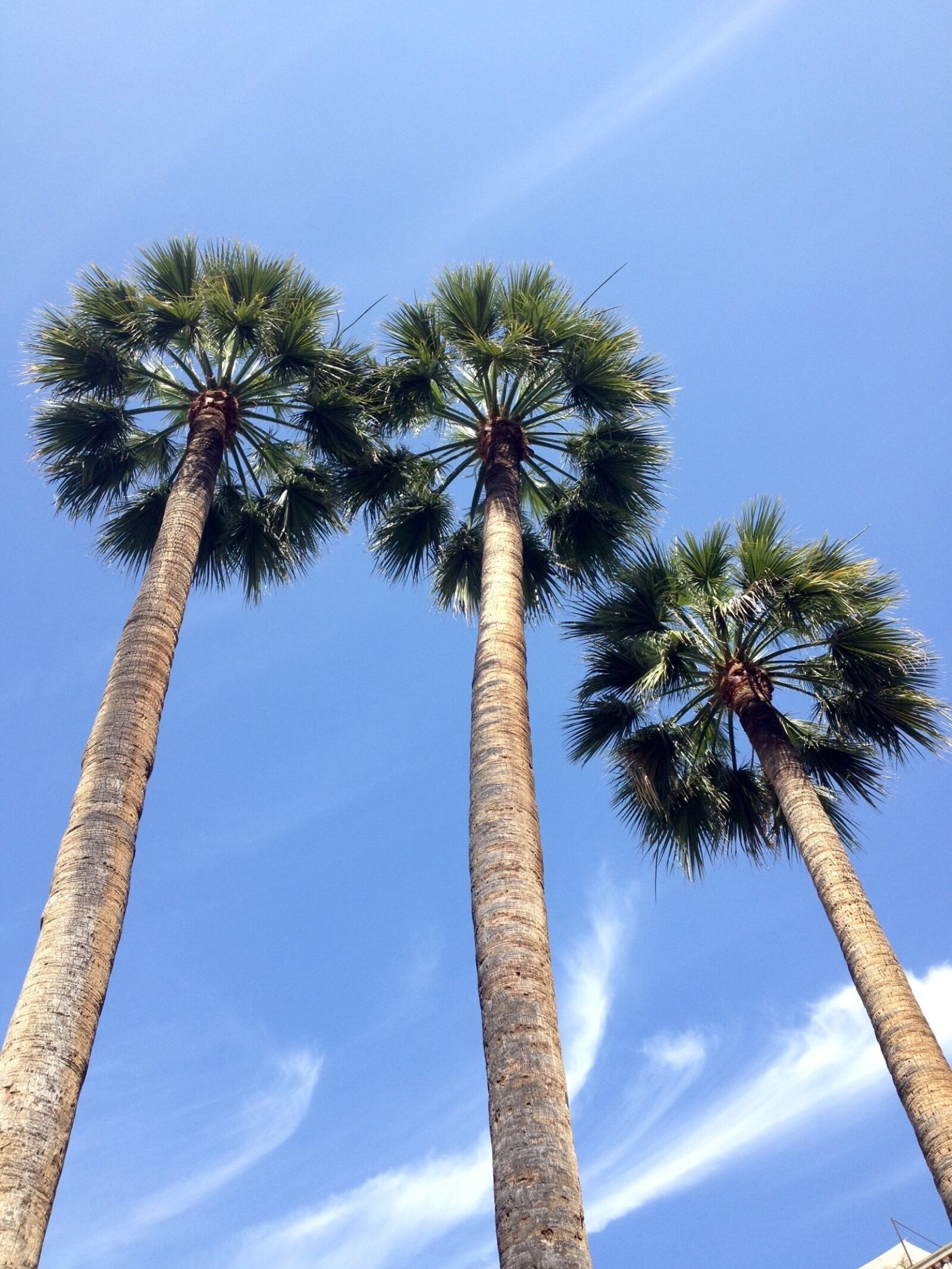 Apple iPhone 4S sample photo. Palm trees, blue sky photography