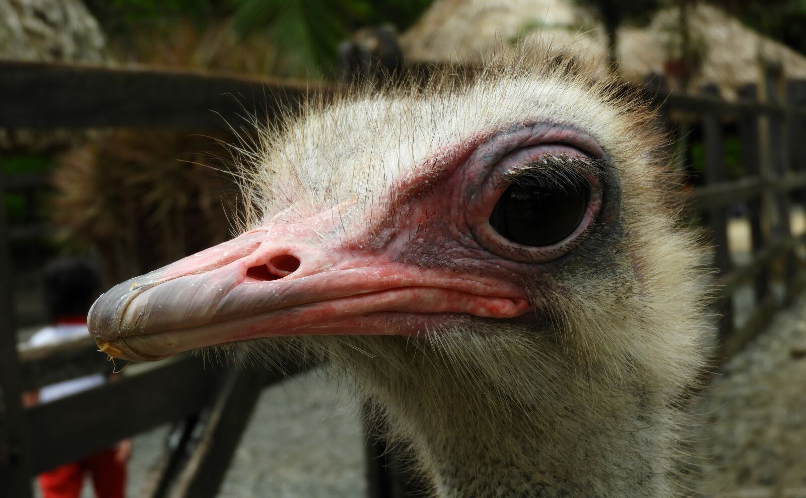 Nikon Coolpix B700 sample photo. Nature, ave, ostrich photography