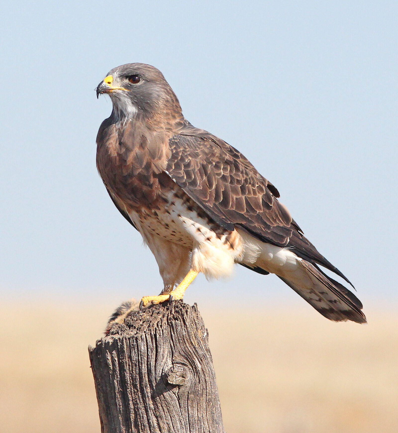 Canon EOS 650D (EOS Rebel T4i / EOS Kiss X6i) + Canon EF 300mm F4L IS USM sample photo. White, and, brown, bird photography