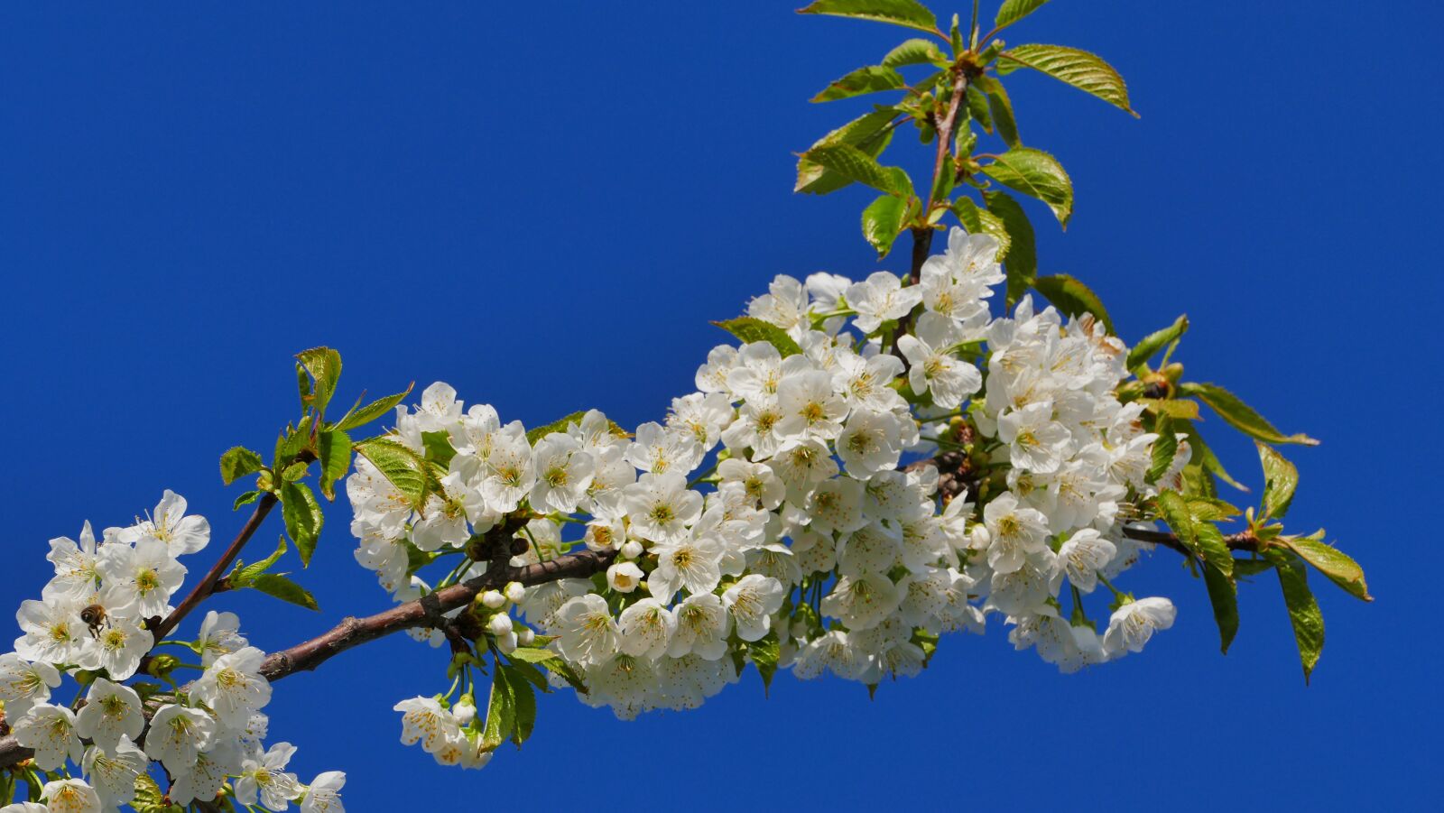 Panasonic Lumix DMC-FZ1000 sample photo. Cherry, flowers, sky photography