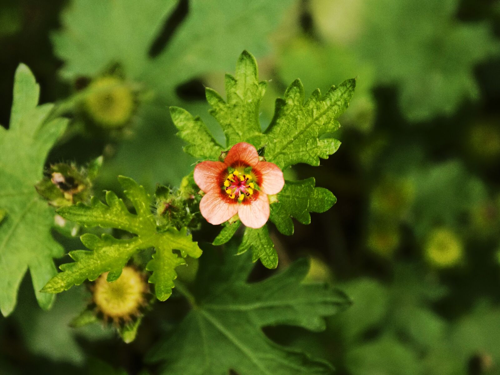 Nikon COOLPIX L340 sample photo. Bloom, wildflower, nature photography