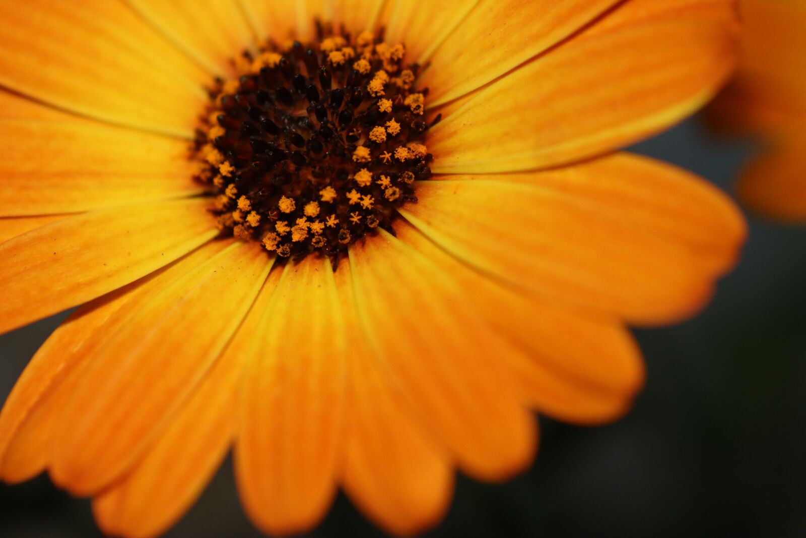 Canon EOS 90D sample photo. Flowers, bloom, spring photography