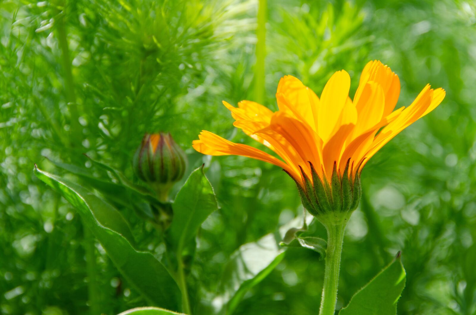 Nikon D7000 sample photo. Marigold, blossom, bloom photography
