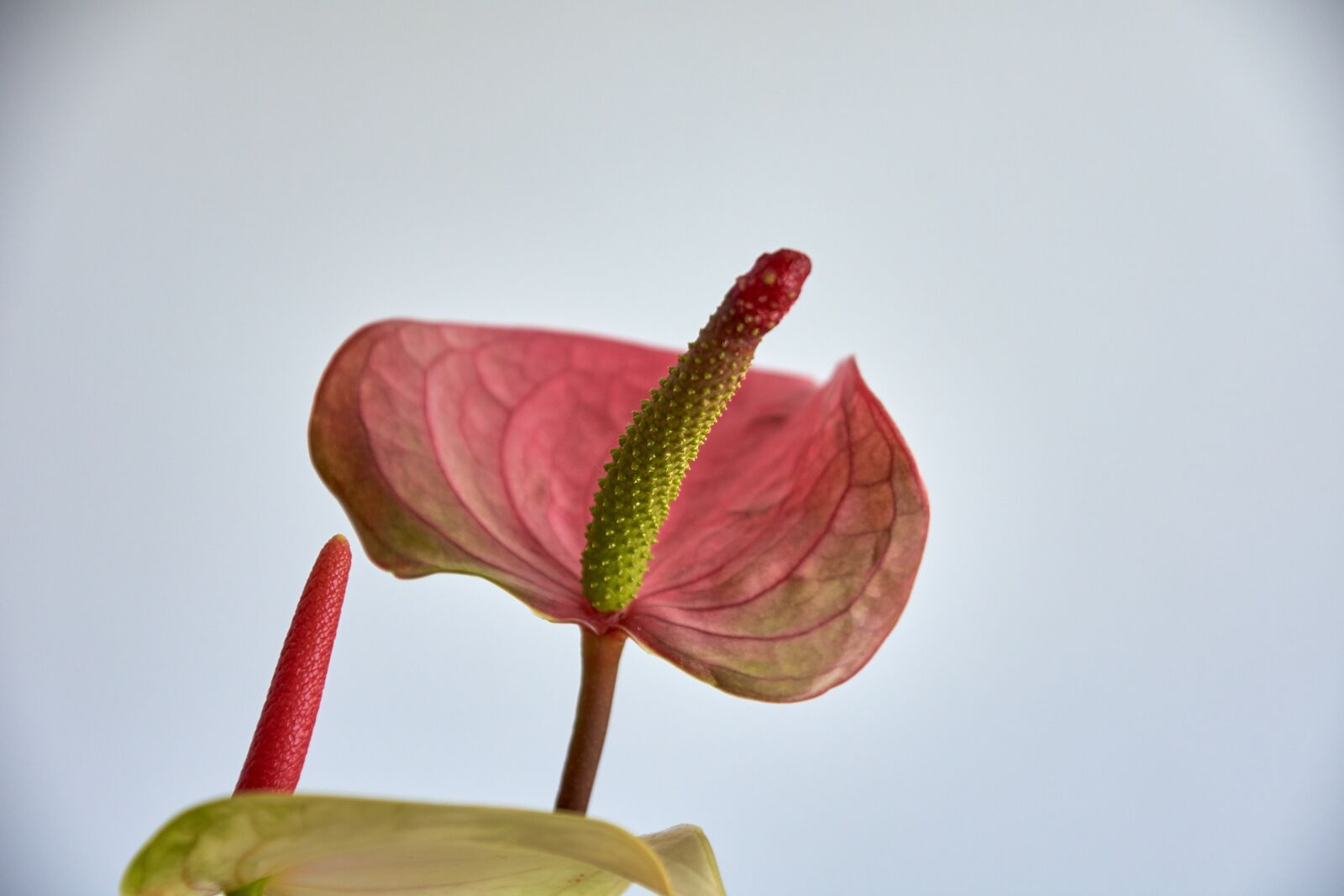 Nikon D7200 sample photo. Flower, garden, plant photography