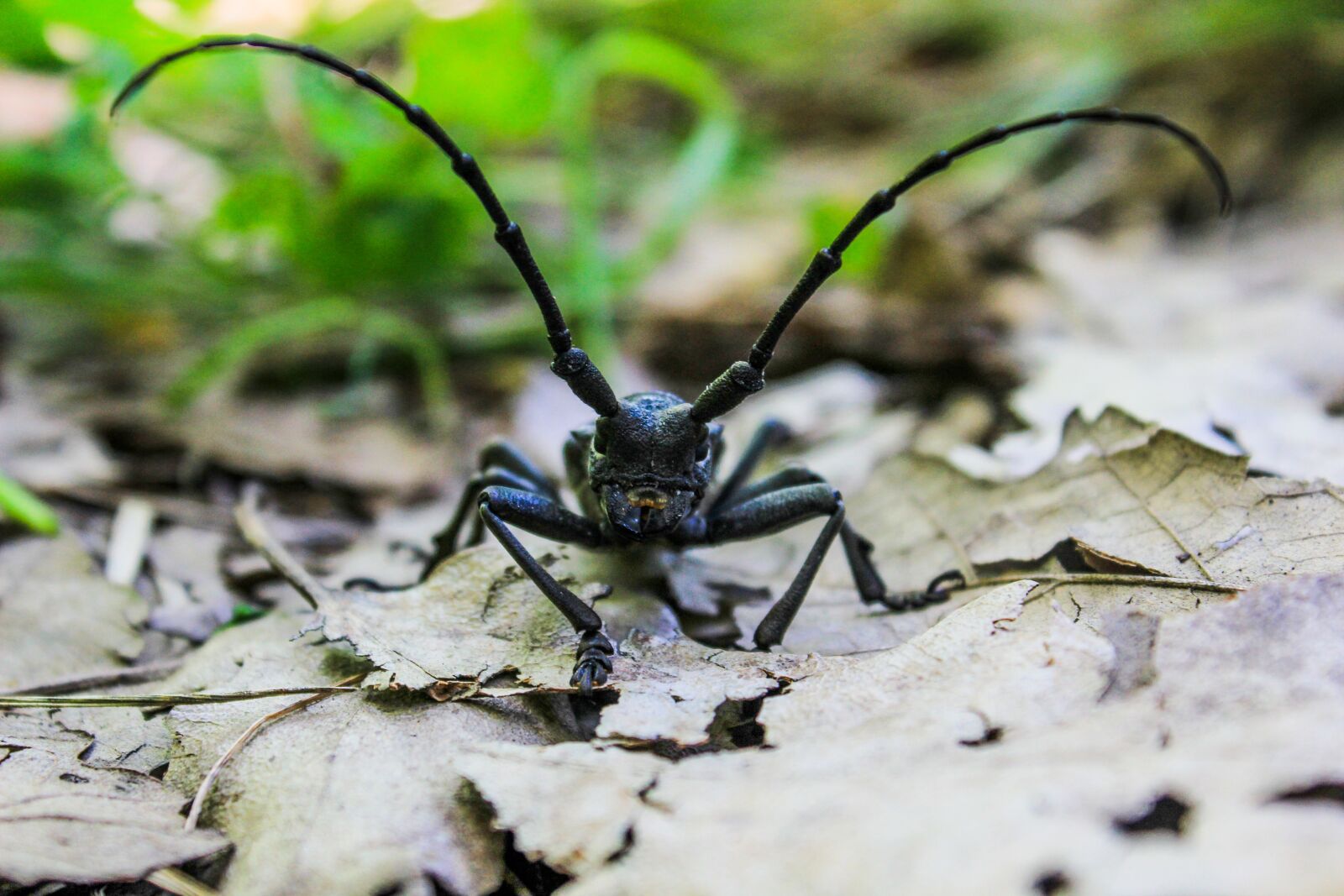 Canon EOS 600D (Rebel EOS T3i / EOS Kiss X5) sample photo. Nature, insect, invertebrate photography