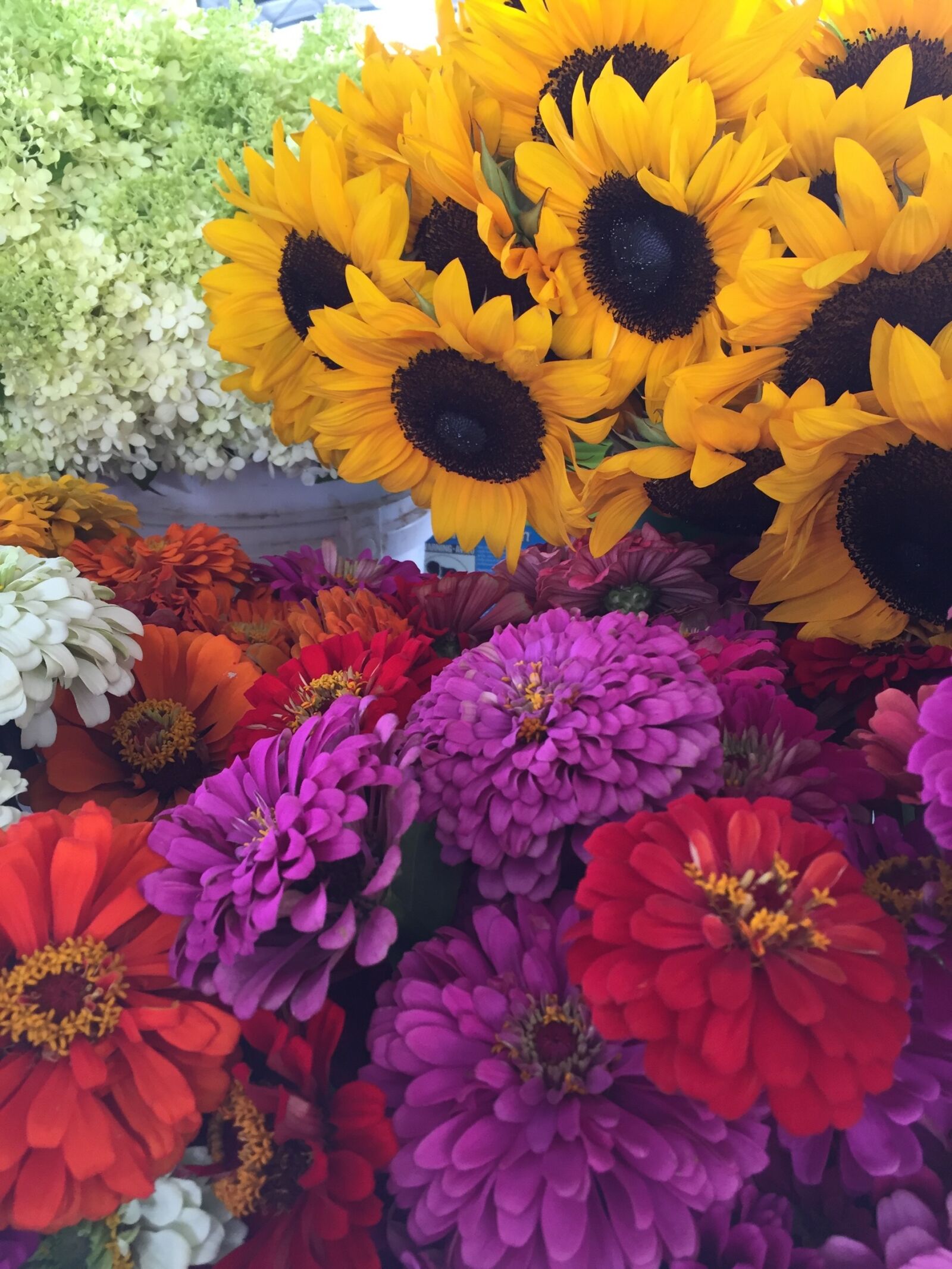 Apple iPhone sample photo. Flowers, sunflowers, zinnias photography