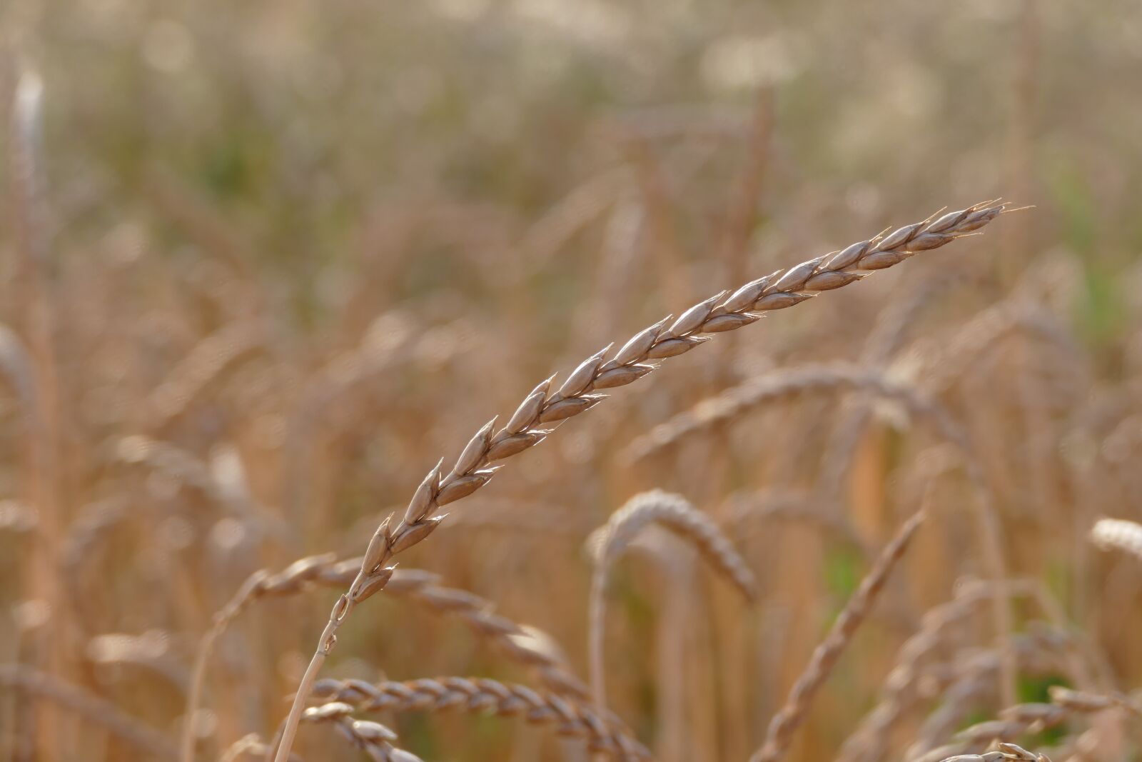 Panasonic Lumix DMC-FZ1000 sample photo. Spelt, cereals, triticum aestivum photography