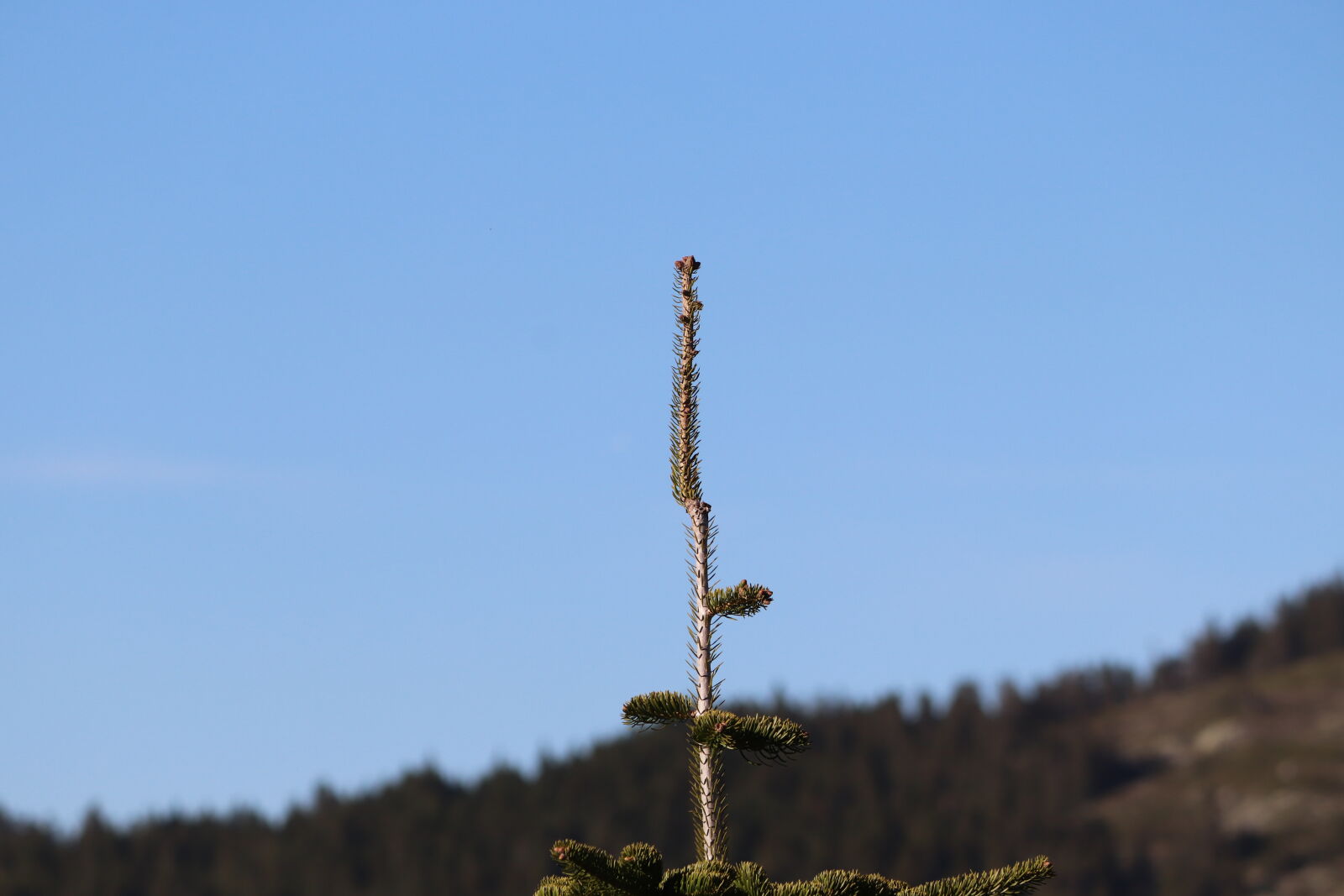 Canon EF-S 55-250mm F4-5.6 IS sample photo