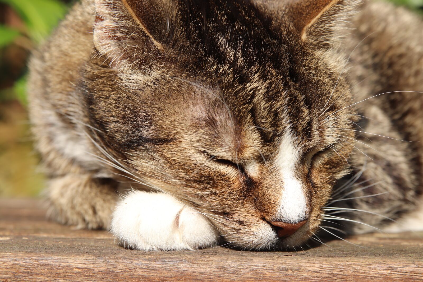Canon EOS 800D (EOS Rebel T7i / EOS Kiss X9i) sample photo. Cat, mackerel, domestic cat photography