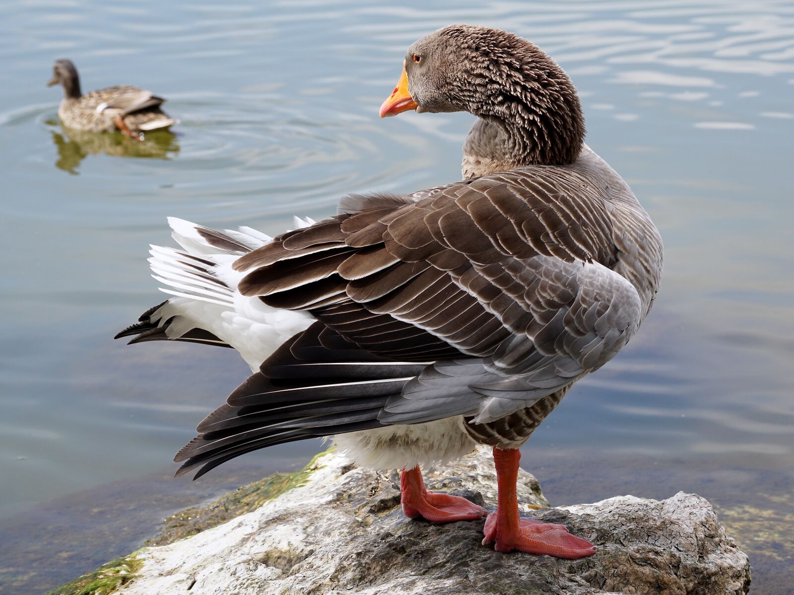 Sony DT 55-300mm F4.5-5.6 SAM sample photo. Wild goose, bird, water photography