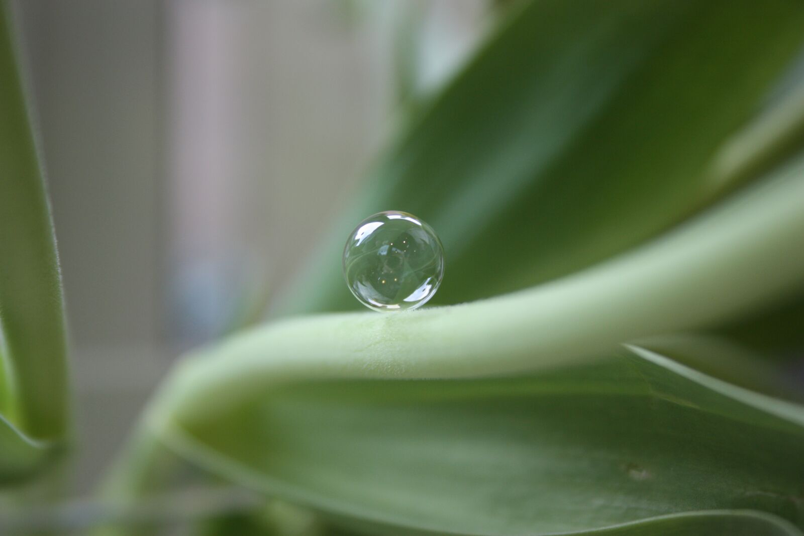 Canon EOS 450D (EOS Rebel XSi / EOS Kiss X2) sample photo. Bubble, leaf, stem photography