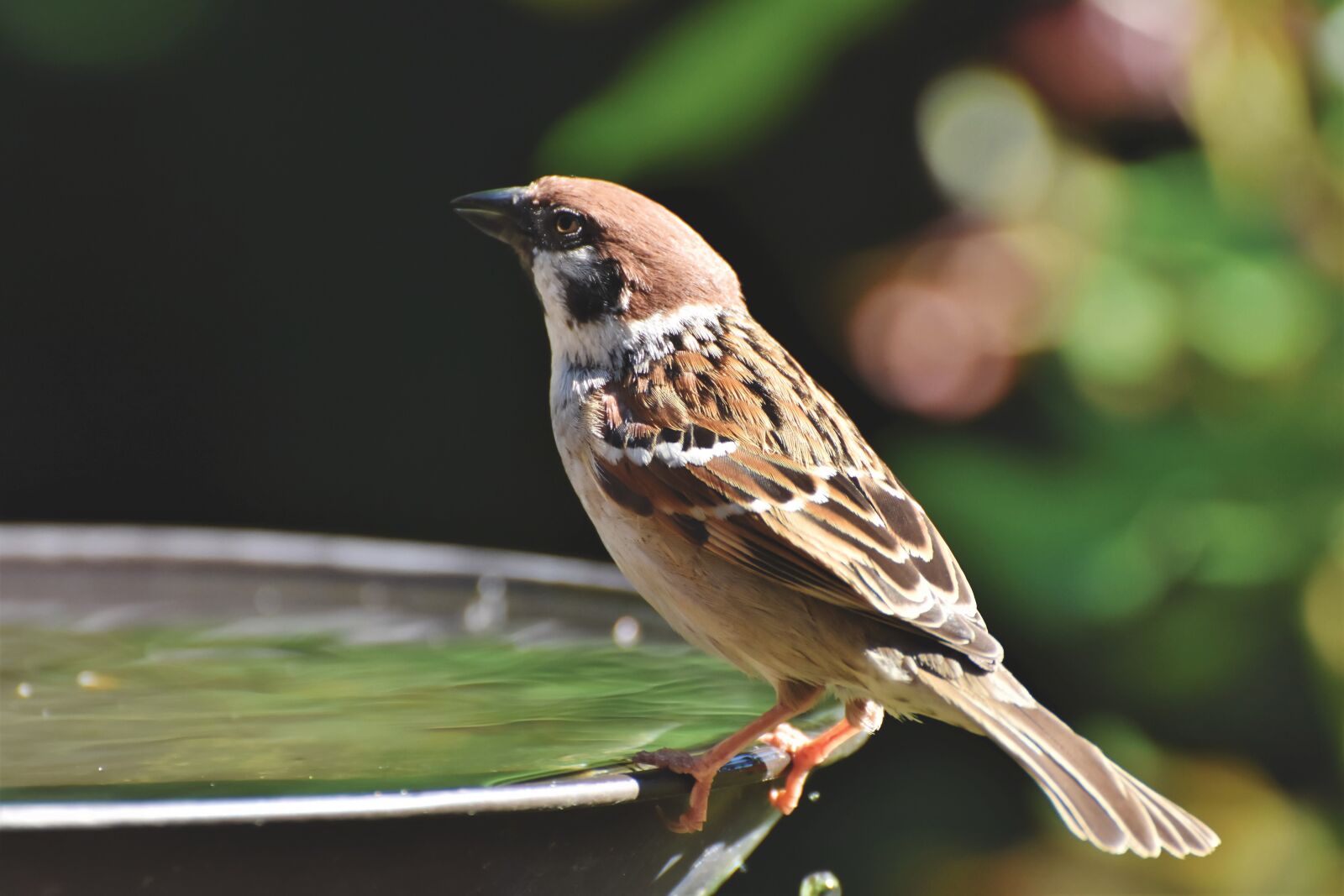 Nikon D7200 sample photo. Sparrow, sperling, bill photography