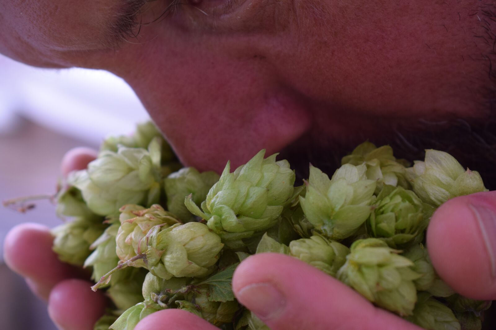 Nikon D3300 sample photo. Hop, beer, alcohol photography