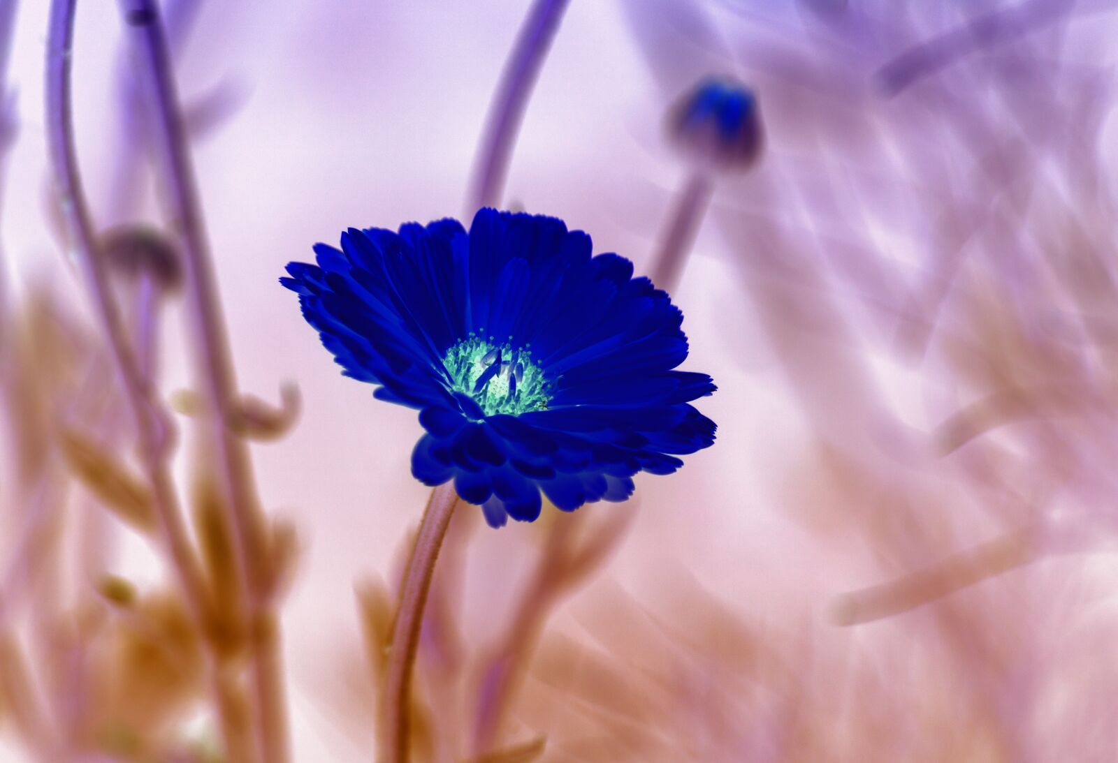 Canon EF 70-300mm F4-5.6 IS USM sample photo. Flower, blossom, bloom photography