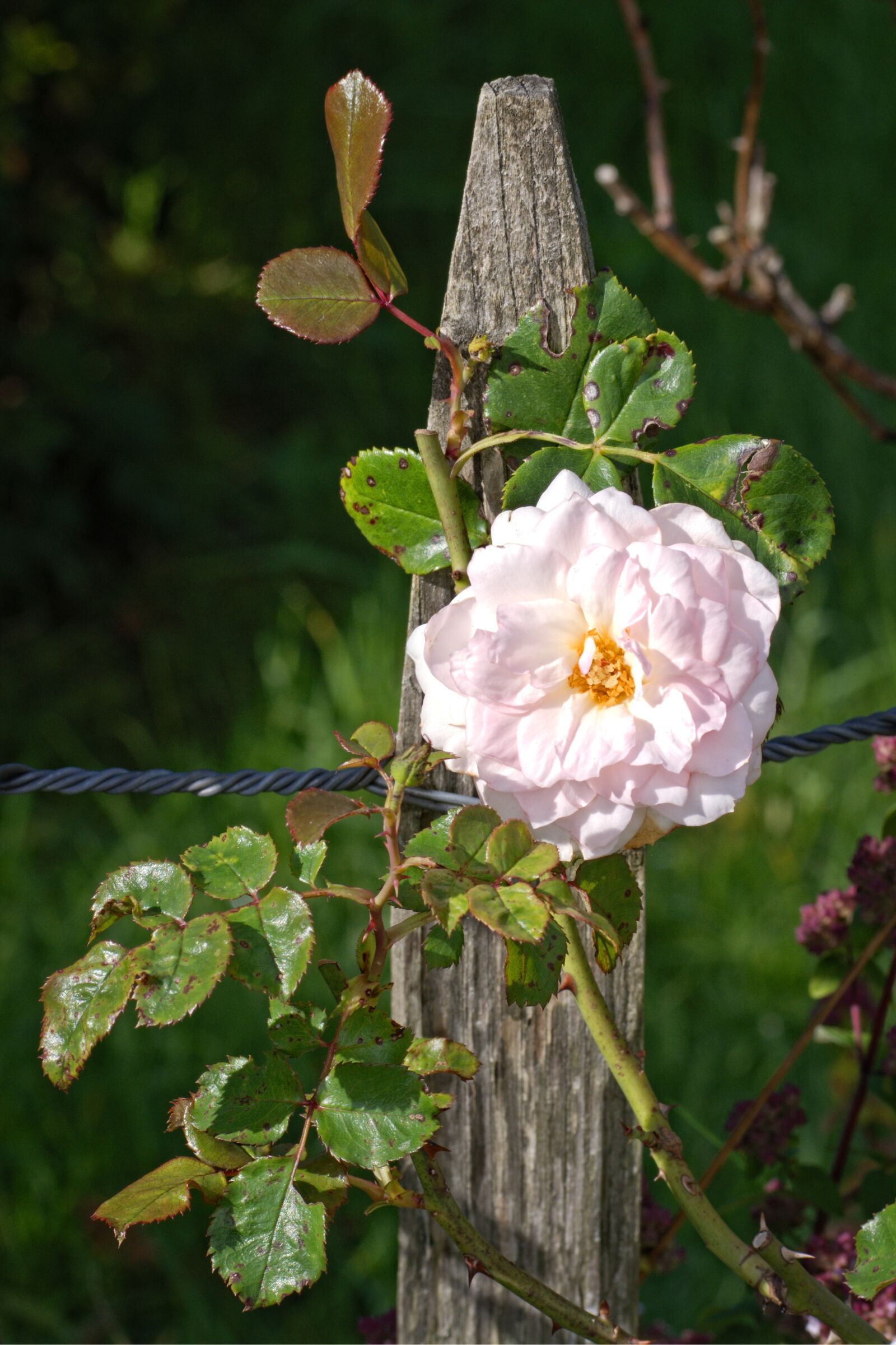 55.0-200.0mm f/4.0-f/5.6 sample photo. Rose bloom, rose, fence photography