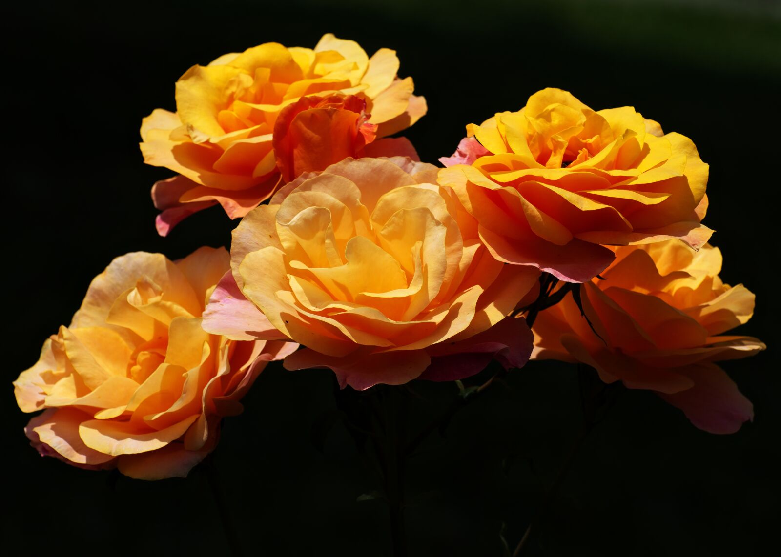 Nikon D5300 sample photo. Flowers, roses, orange petals photography