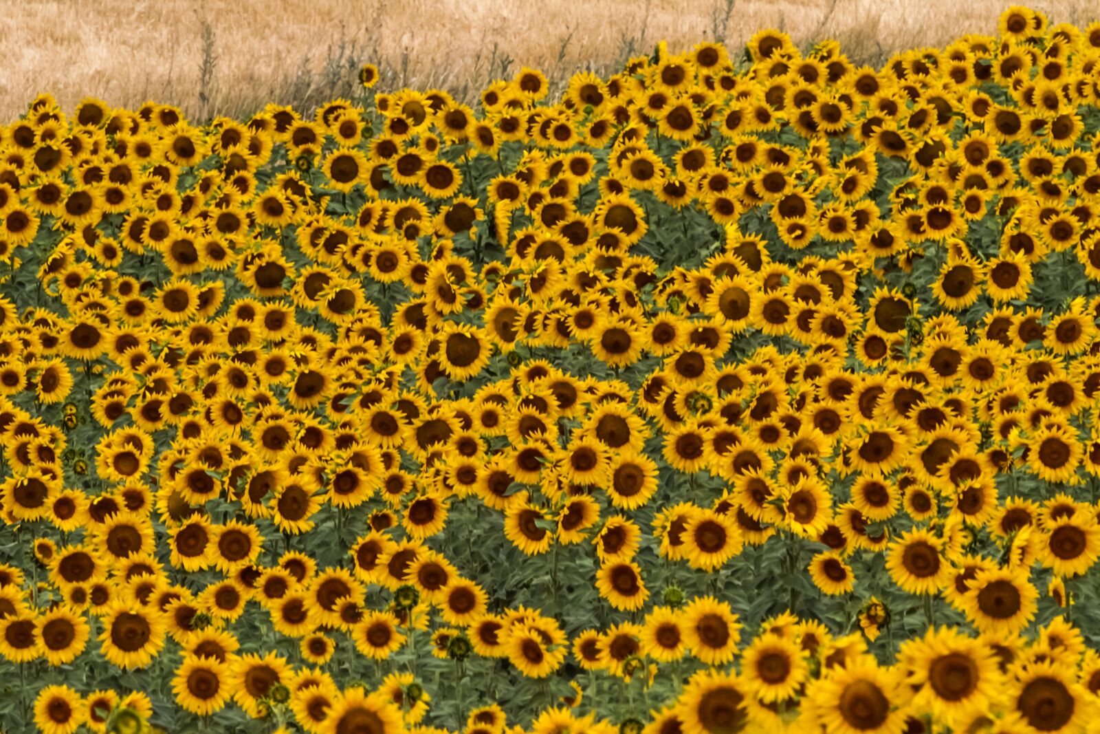 Canon EF 70-200mm F2.8L IS USM sample photo. Spain, sunflowers, summer photography