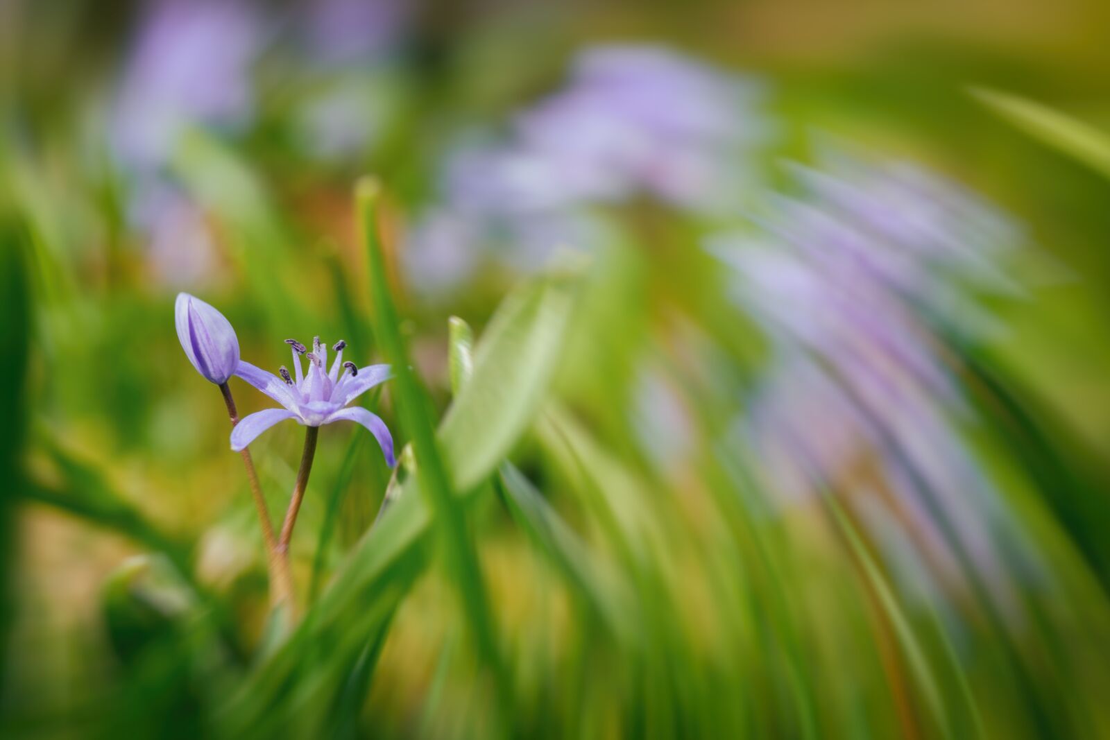 Fujifilm X-T2 + Fujifilm XF 80mm F2.8 R LM OIS WR Macro sample photo. Flower flower, violet, purple photography