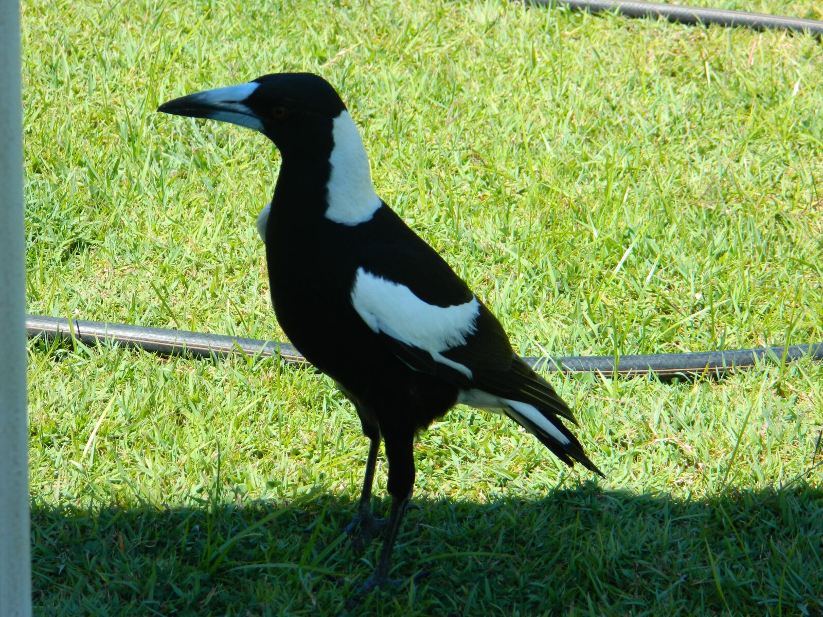 Nikon Coolpix L120 sample photo. Magpie, bird, australia photography