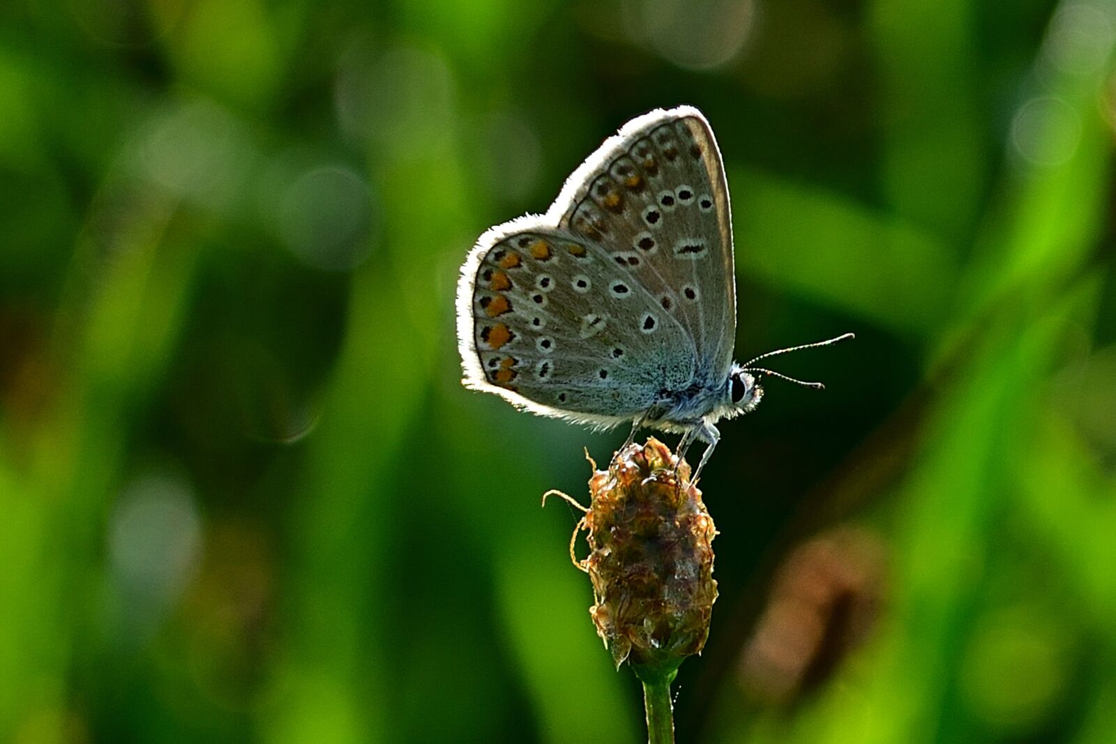 Nikon D5200 sample photo. Butterfly, common blue, close photography