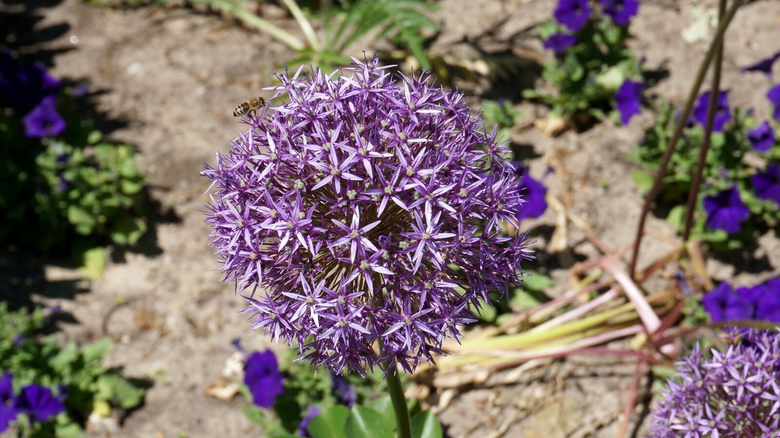 Sony Alpha NEX-6 sample photo. Flower, blossom, bloom photography