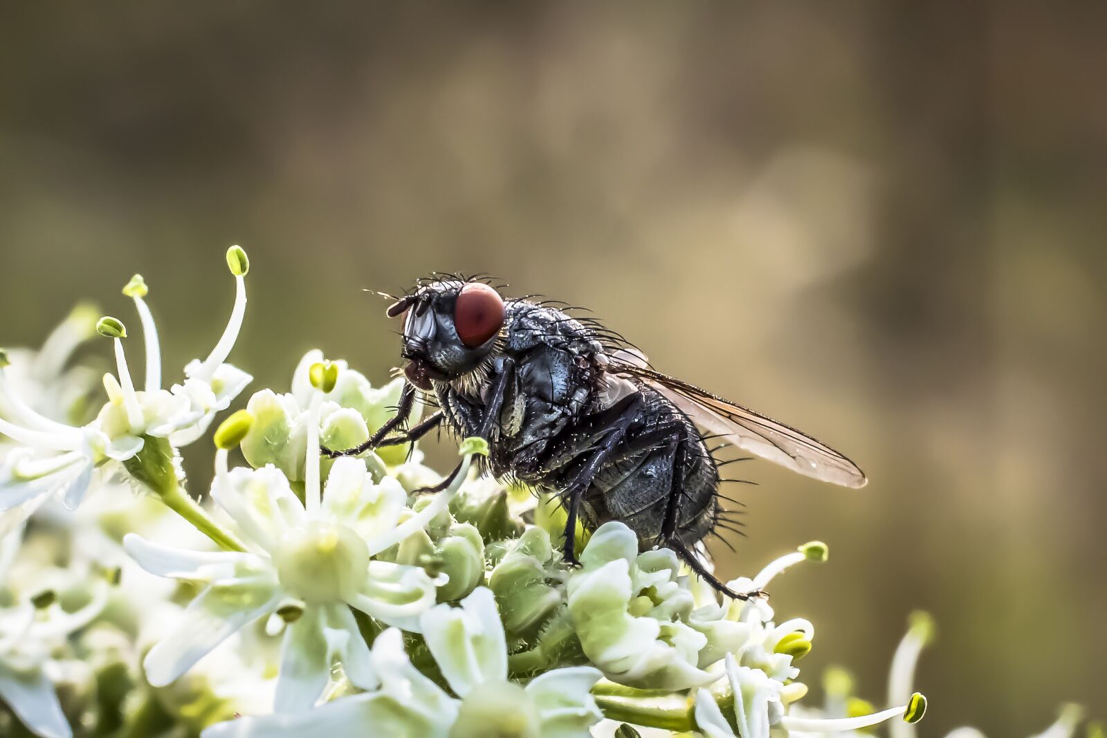 Canon EOS 70D + Canon EF 50mm F1.8 II sample photo. Fly, housefly, insect photography