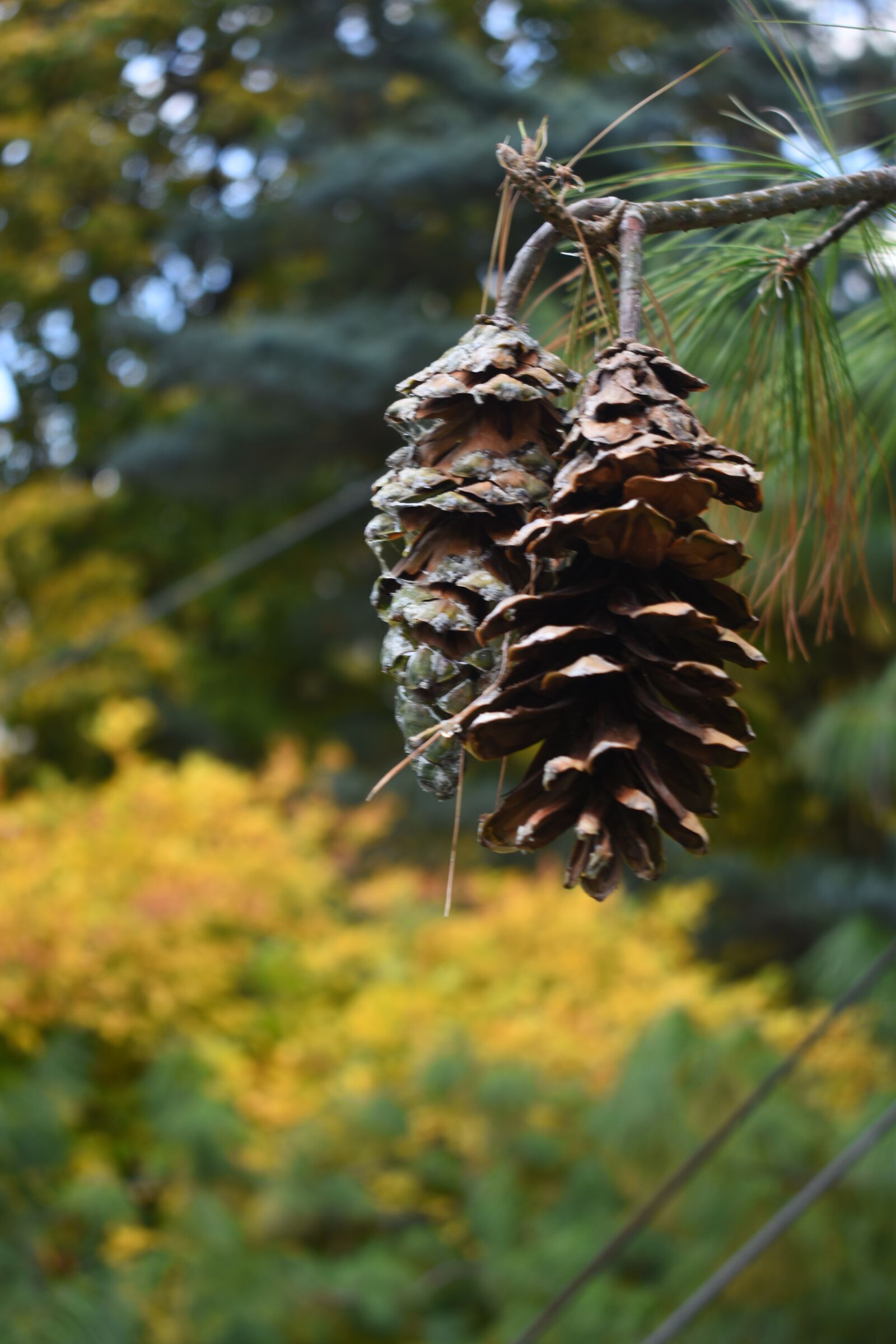 Nikon D7200 sample photo. Cone, autumn, conifer photography