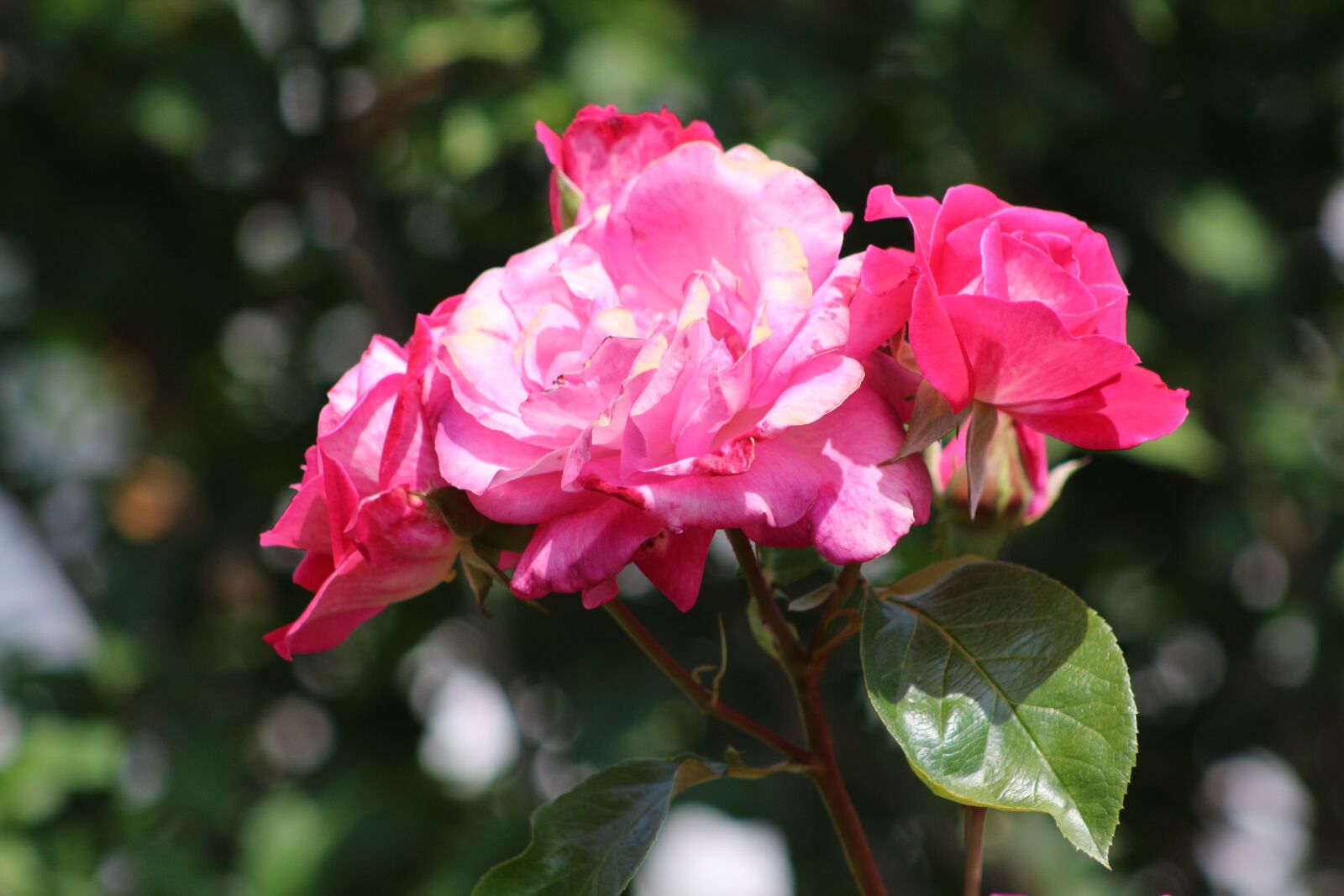 Canon EOS 700D (EOS Rebel T5i / EOS Kiss X7i) sample photo. Rose, flower, blossom photography