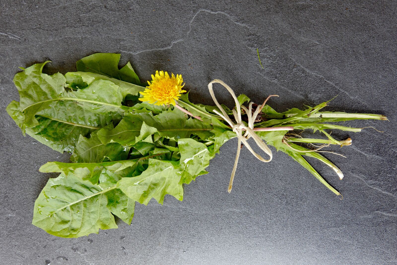 Vario-Elmar TL 1:3.5-5.6 / 18-56 ASPH. sample photo. Dandelion, dandelion leaves, dandelion photography