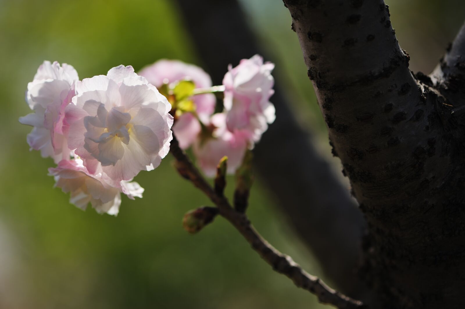 Nikon D700 sample photo. Cherry blossoms, sunshine, beautiful photography