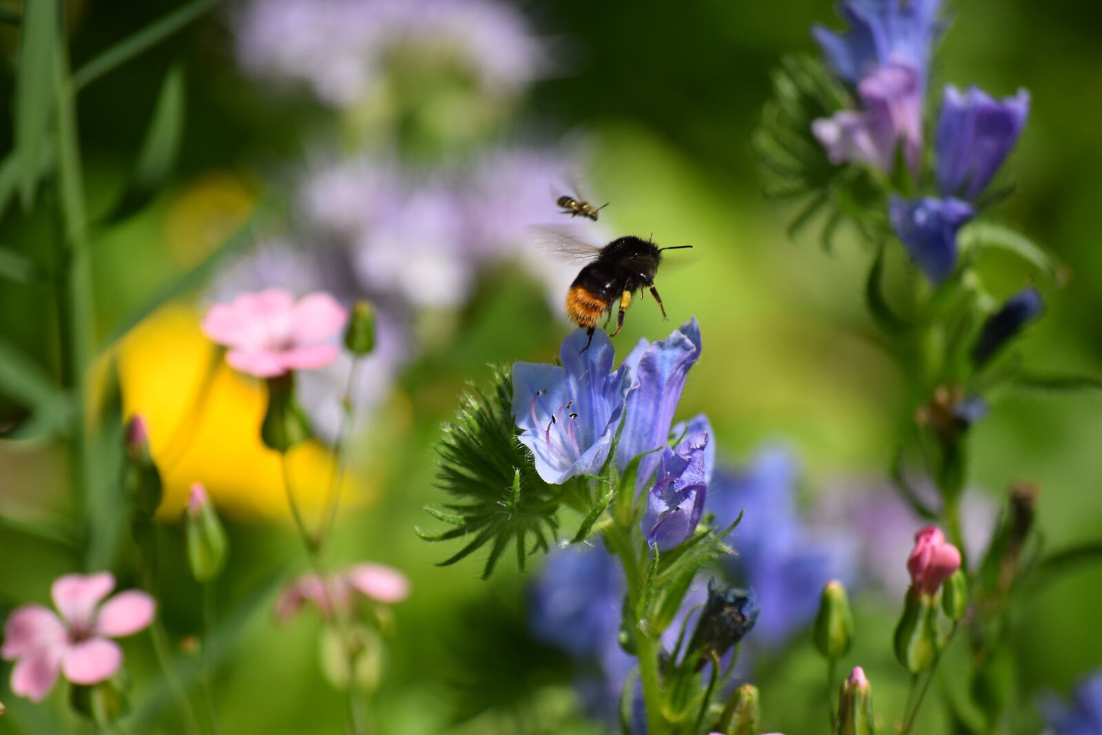 Nikon D5300 sample photo. Hummel, flower meadow, chemnitz photography