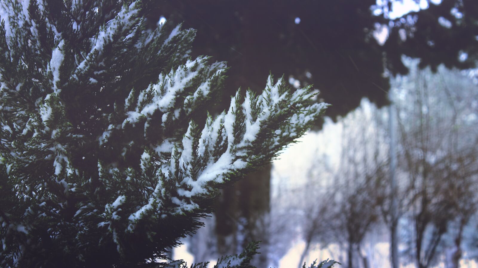 Canon EOS 600D (Rebel EOS T3i / EOS Kiss X5) sample photo. Snow, winter, mountain photography