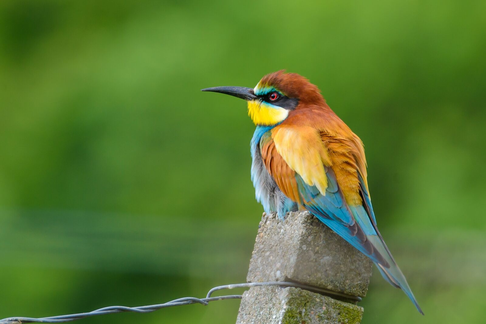 Nikon D800 sample photo. European bee eater, bird photography