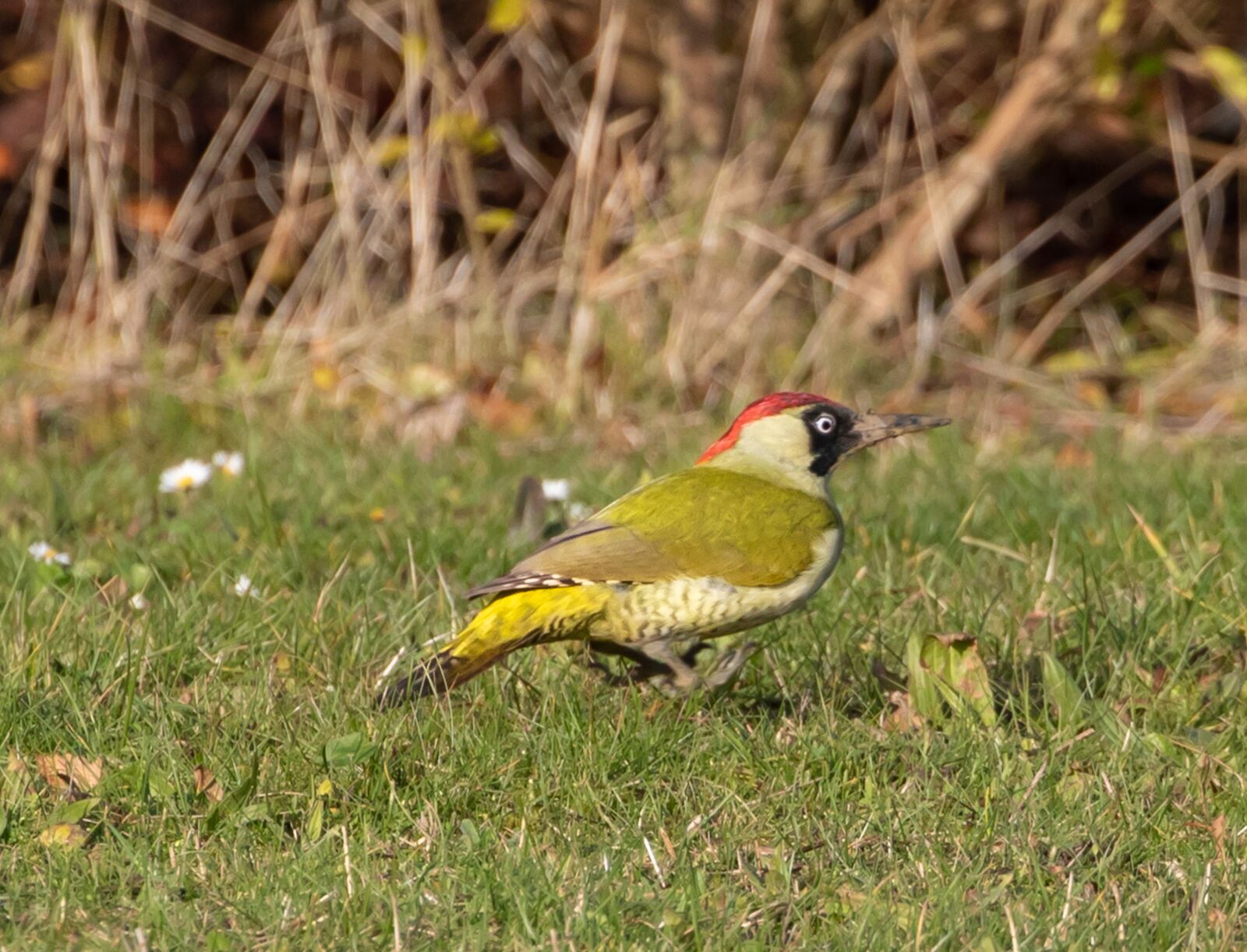 Canon EOS 7D Mark II sample photo. Green woodpecker, green, woodpecker photography