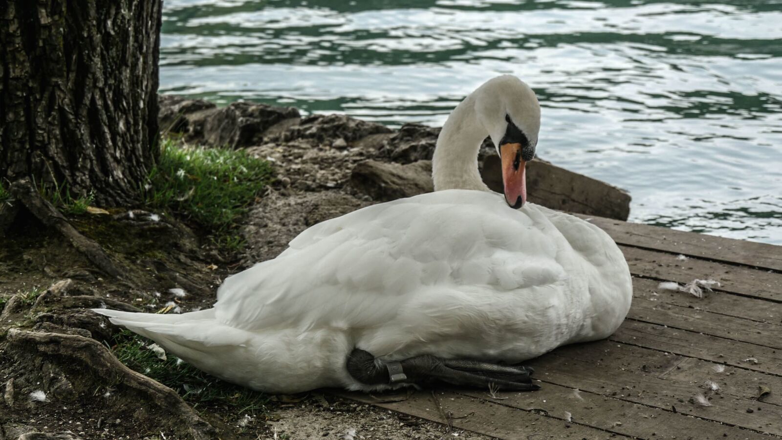 Panasonic Lumix DMC-GH1 sample photo. White swan, bird, animal photography