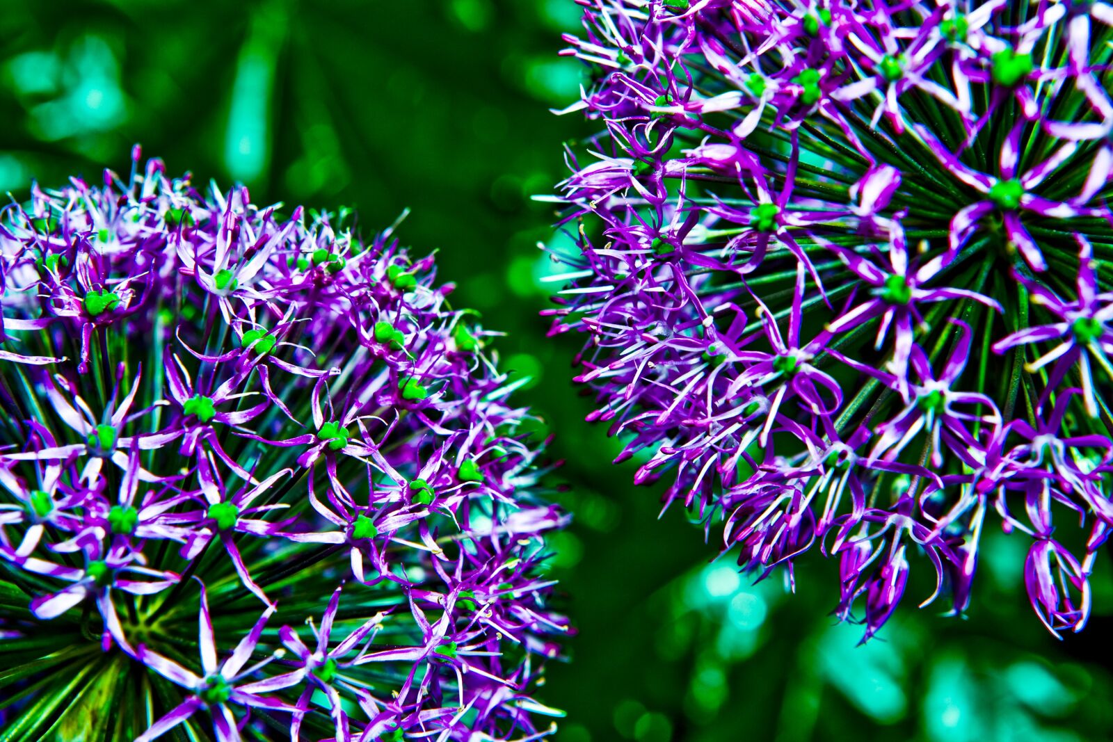 Canon EOS 5D sample photo. Flowers, still life, decorative photography