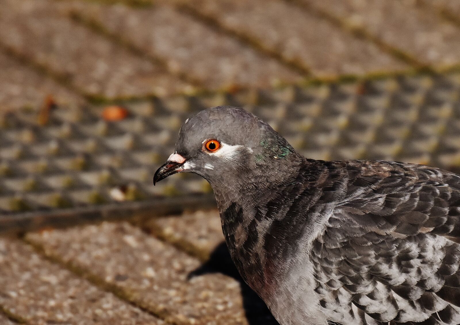 Nikon D7200 sample photo. City pigeon, foraging, dove photography